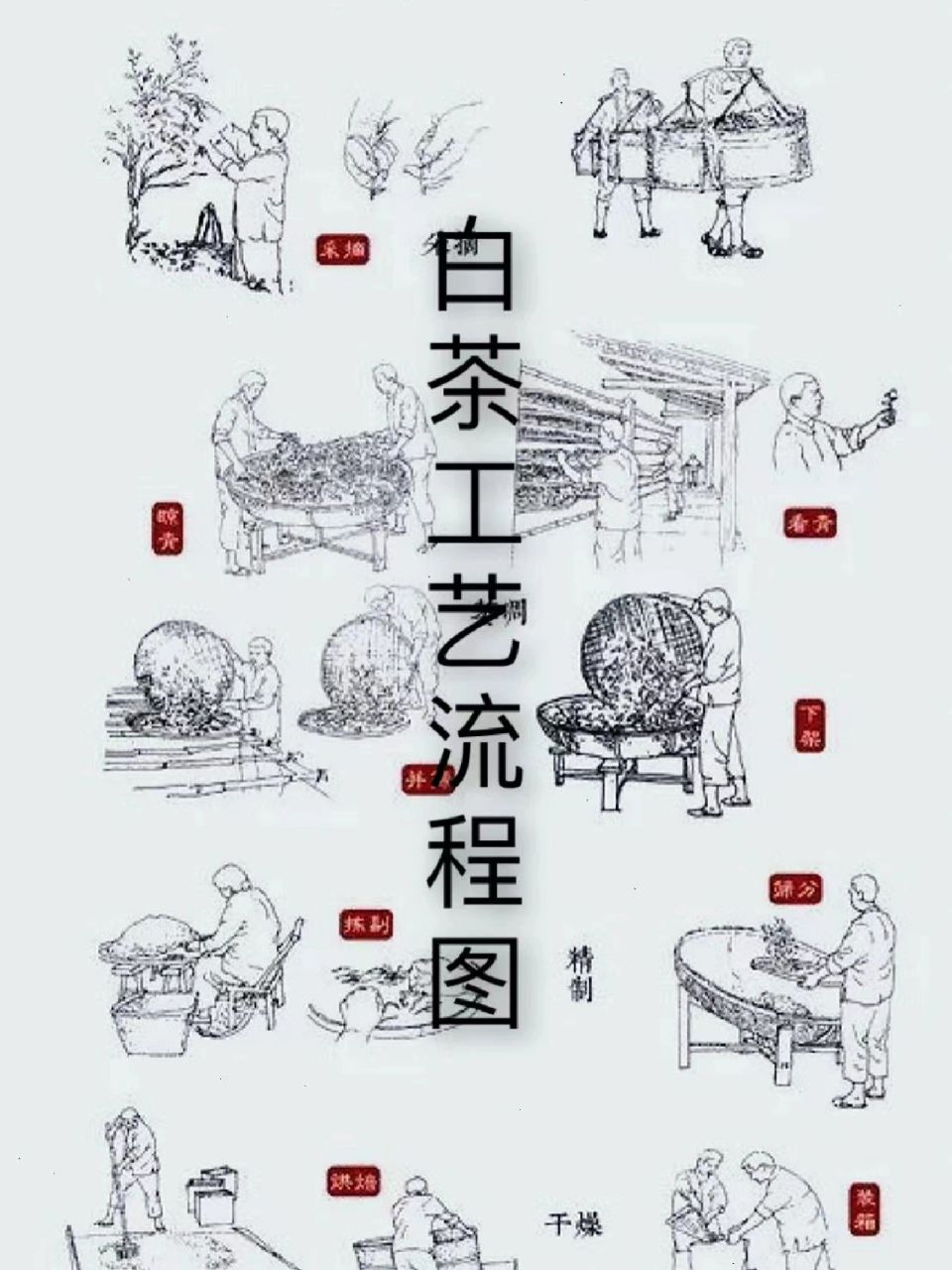 1秒看懂福鼎白茶制作工艺 一秒全解|白茶工艺流程图(八图)|||白茶传统