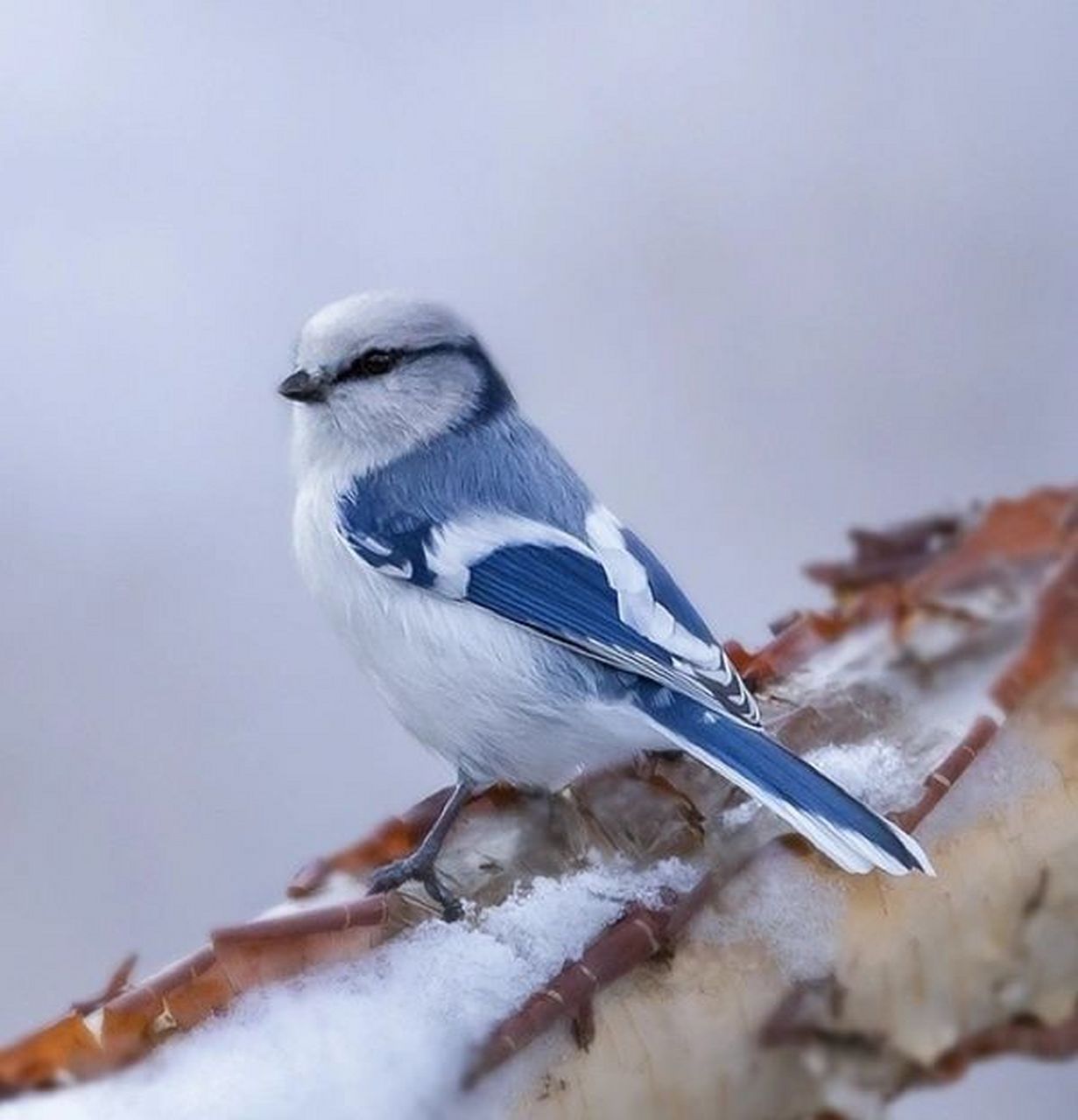 鸟的绘画素材分享|灰蓝山雀 … 灰蓝山雀(学名:cyanistes cyanus):是