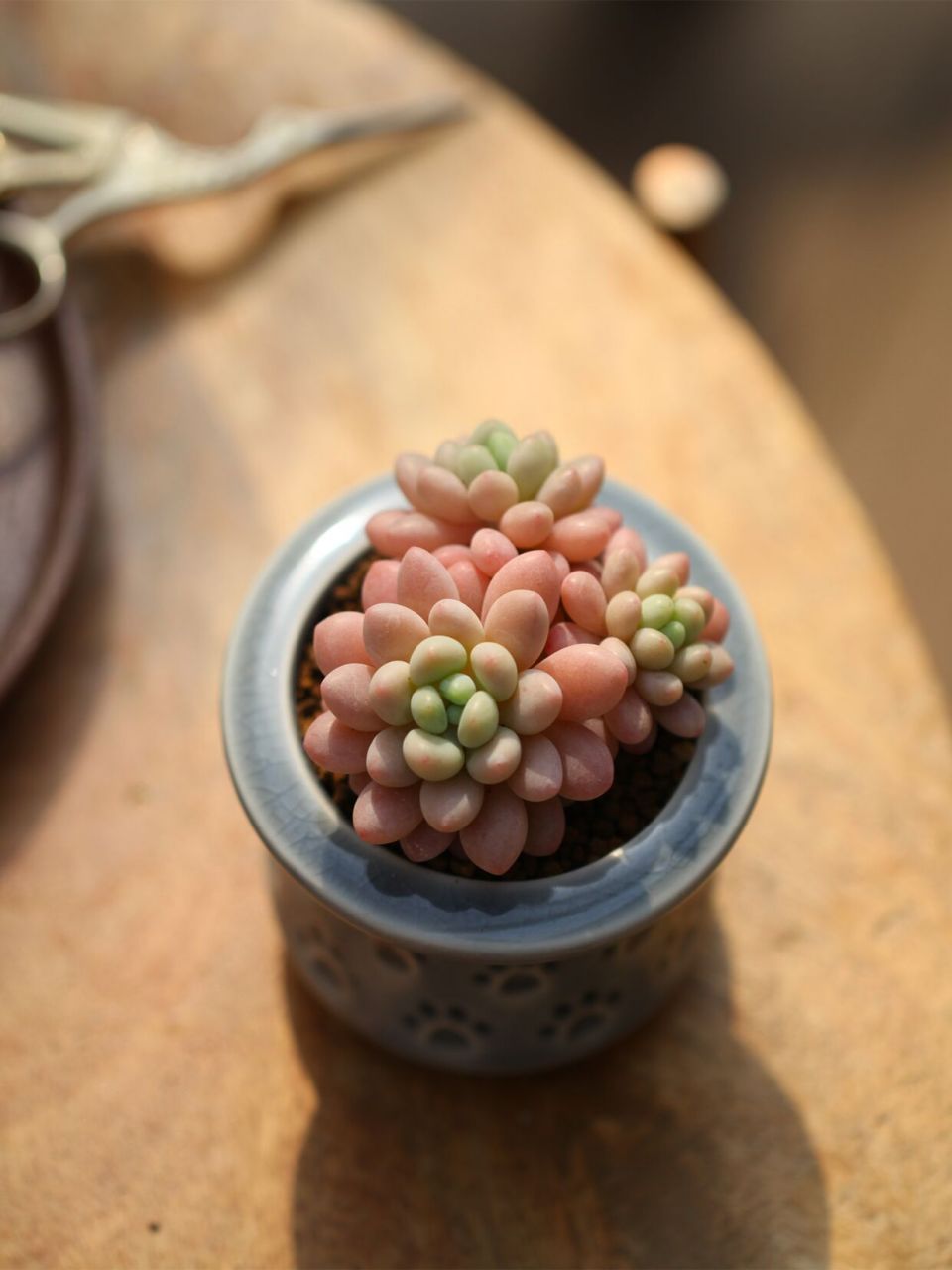 每天认识一种多肉:洛可可 肉肉介绍: 中文名:洛可可 英文名:echeveria