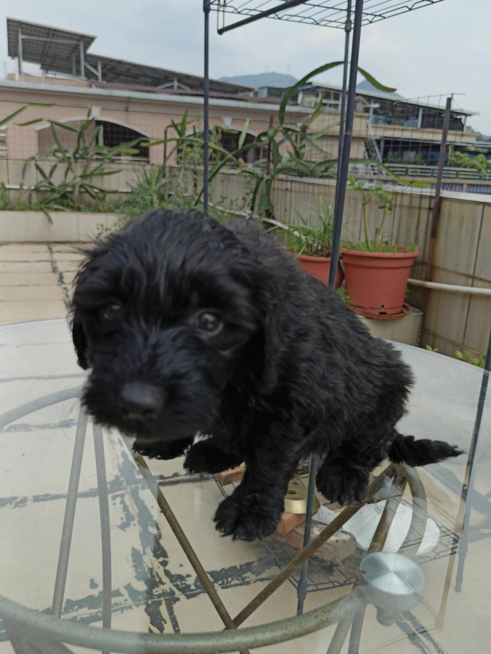 求个不带黑字的名字 #贵宾犬# #巨贵幼犬# #泰迪# #萌宠推荐官