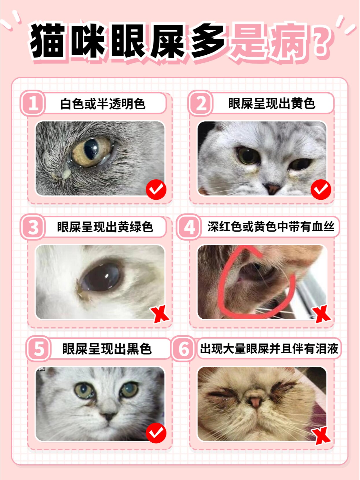 猫咪眼屎多是病吗?观察眼屎颜色判断状况!