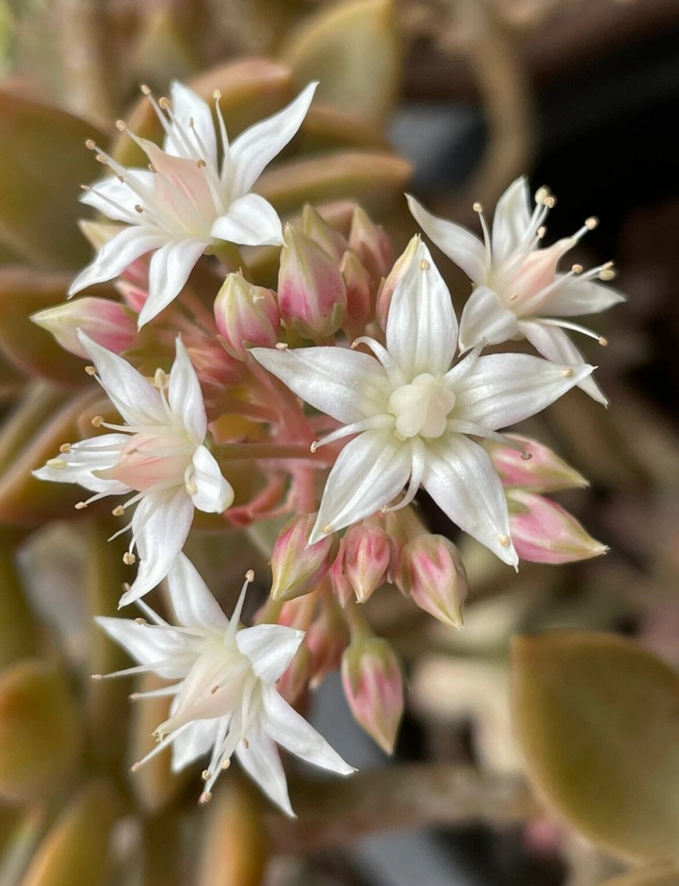多肉植物燕子掌开花 花朵外形象五角星,花芯淡红色