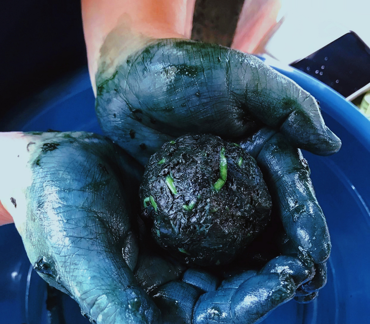 靛蓝是一种从蓼蓝的叶子中提取出来的染料.