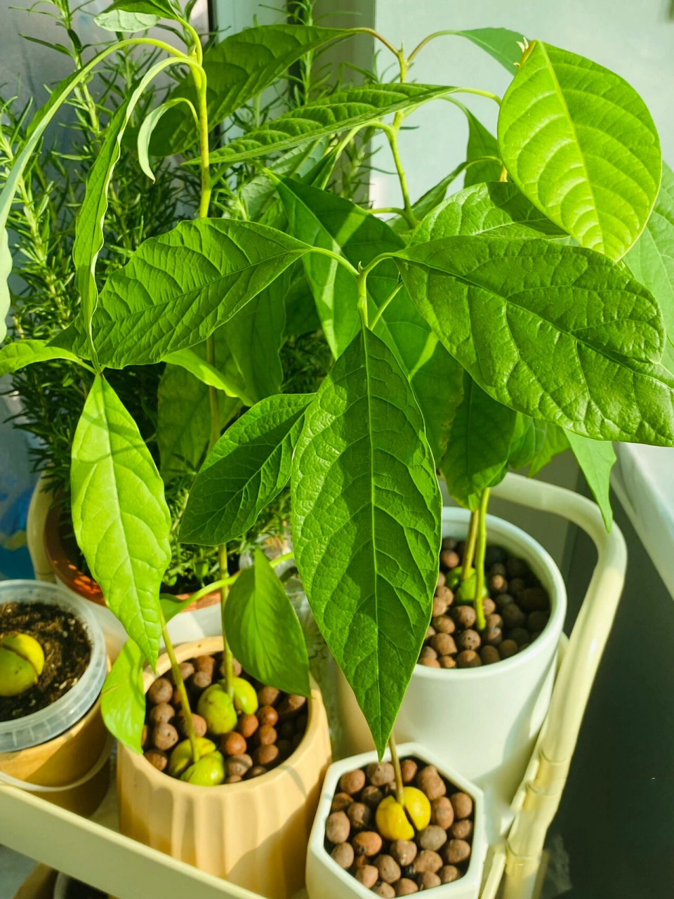 美食插画78家常菜78炒花菜/炒菜花简笔画教程  今天的菜式是家常