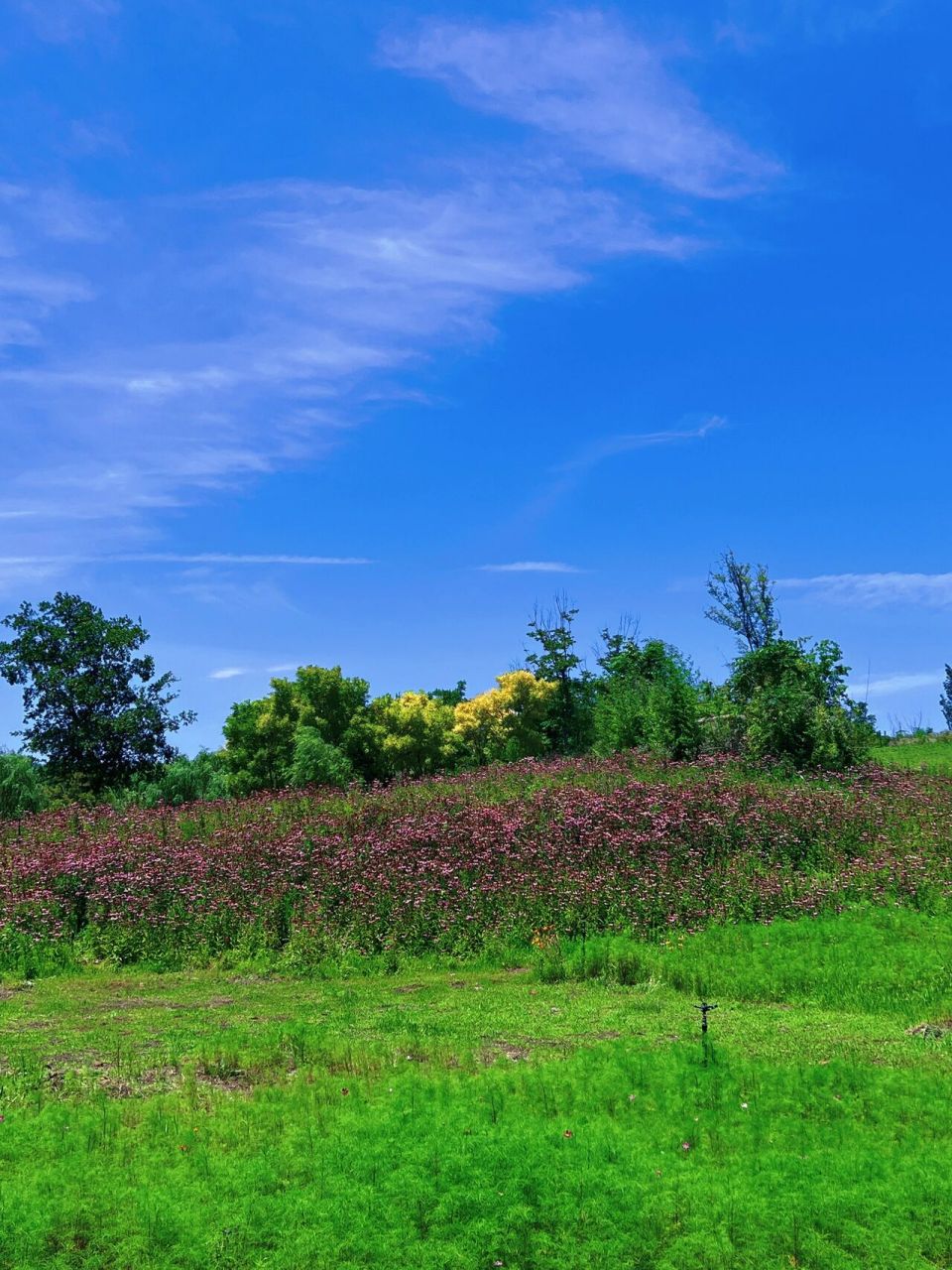 邯郸周边一日游|武安紫山公园|7415 邯郸市区附近一日游好去处