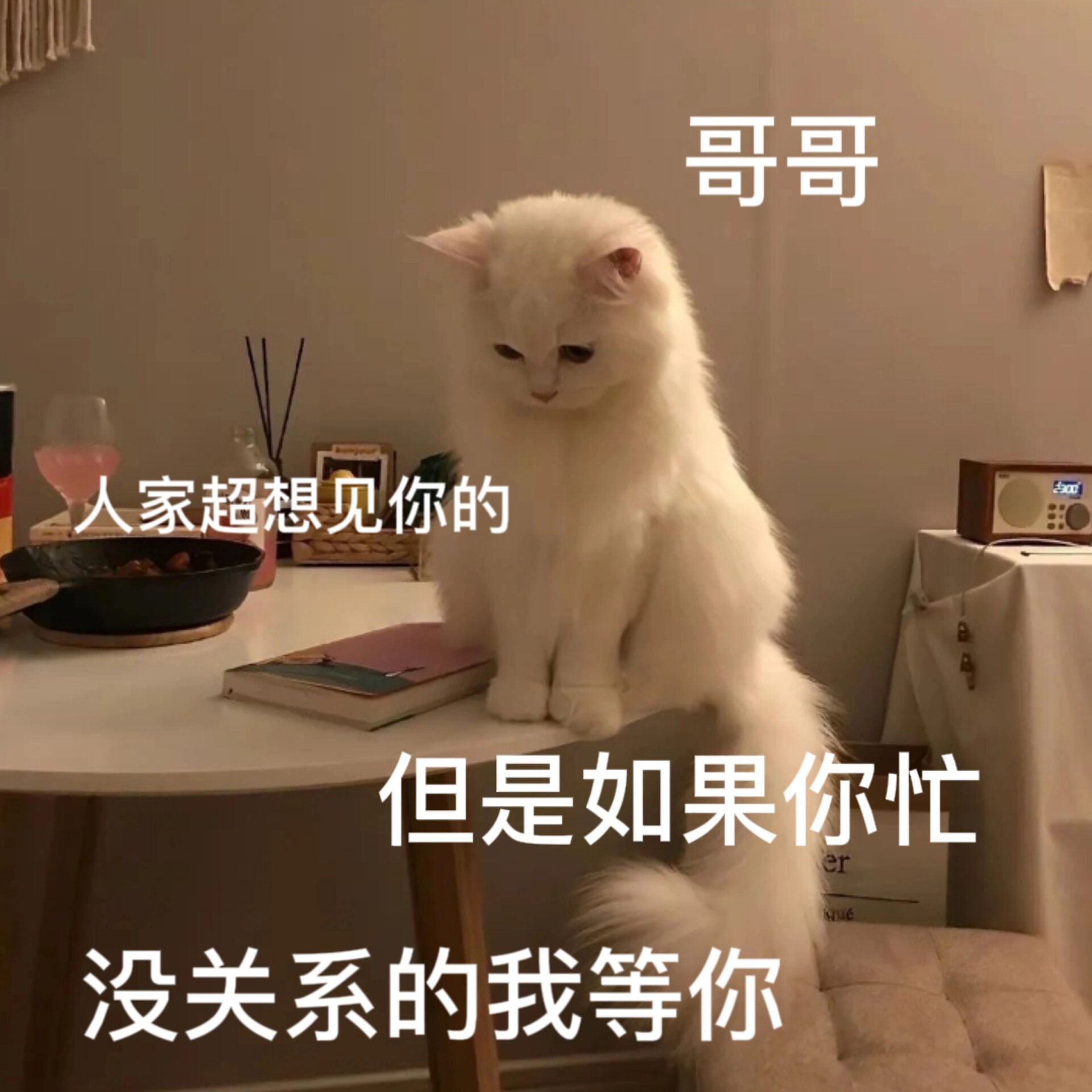 和哥哥发嗲的茶言茶语猫猫表情包