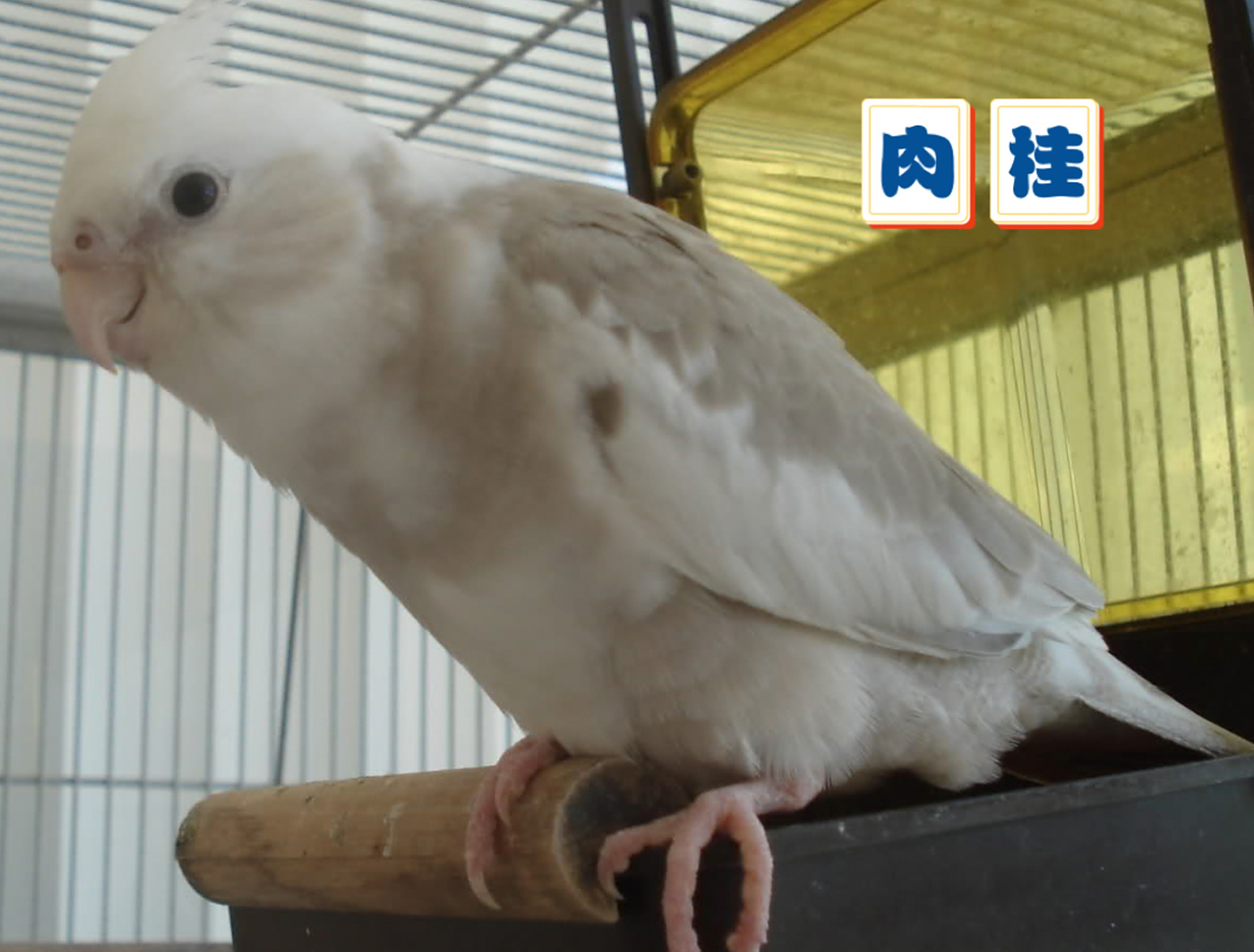 9799 玄凤鹦鹉常见品种简介 (下) 接上文:6.