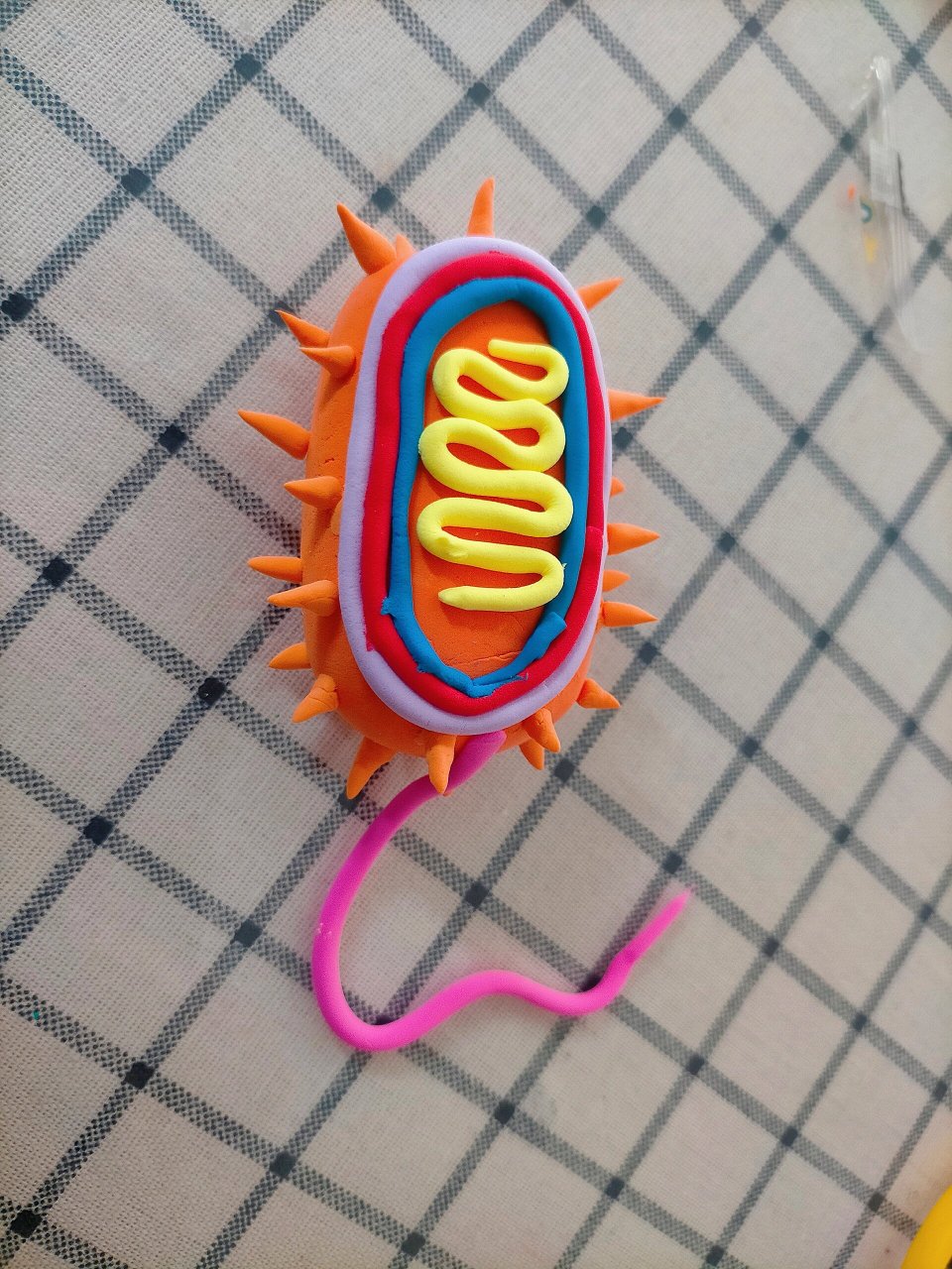 给阳哥做的生物课细菌和病毒模型04