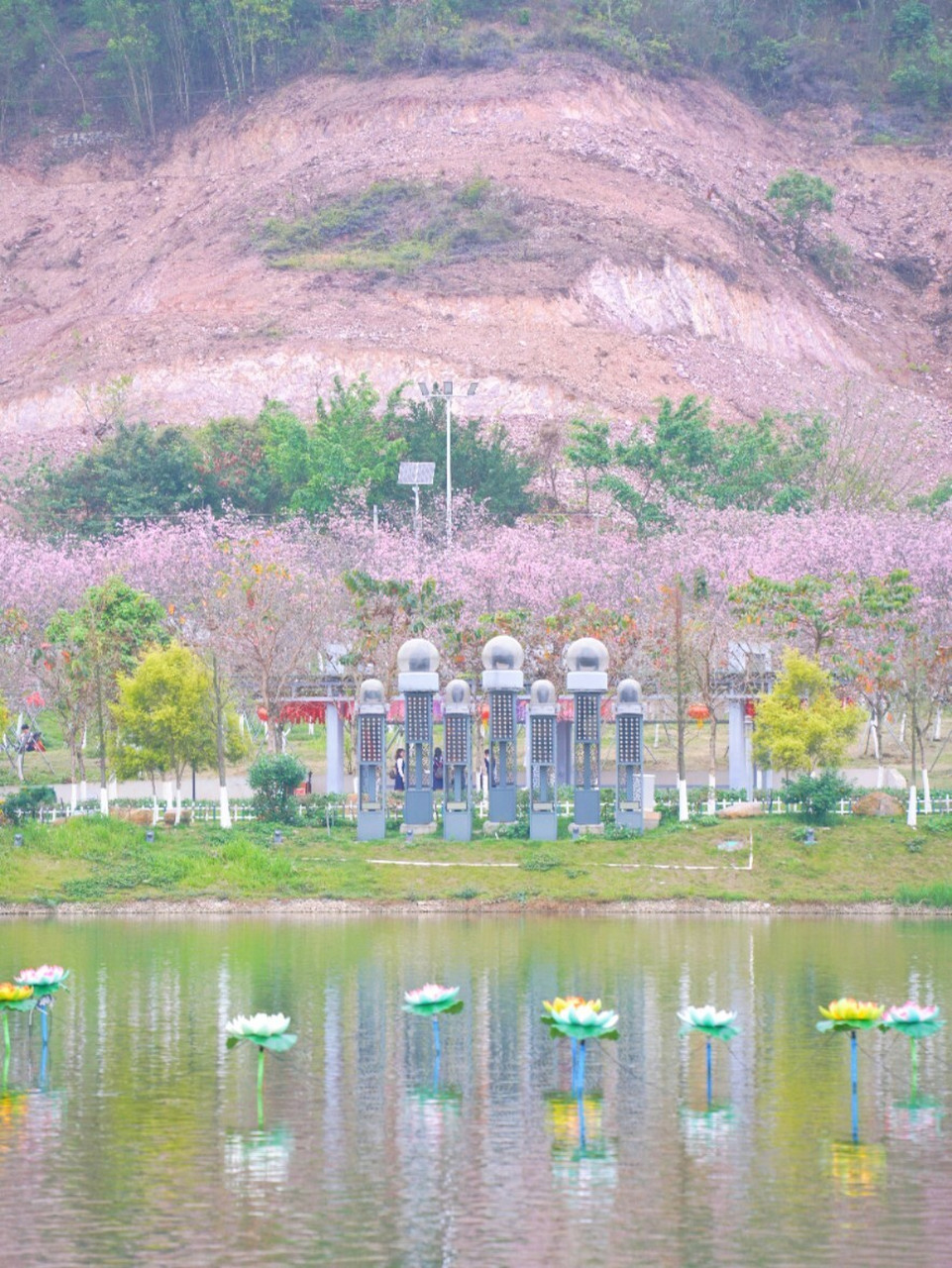 廉江樱花94公园 廉江樱花公园 春季正值樱花绽放的季节,这里也不