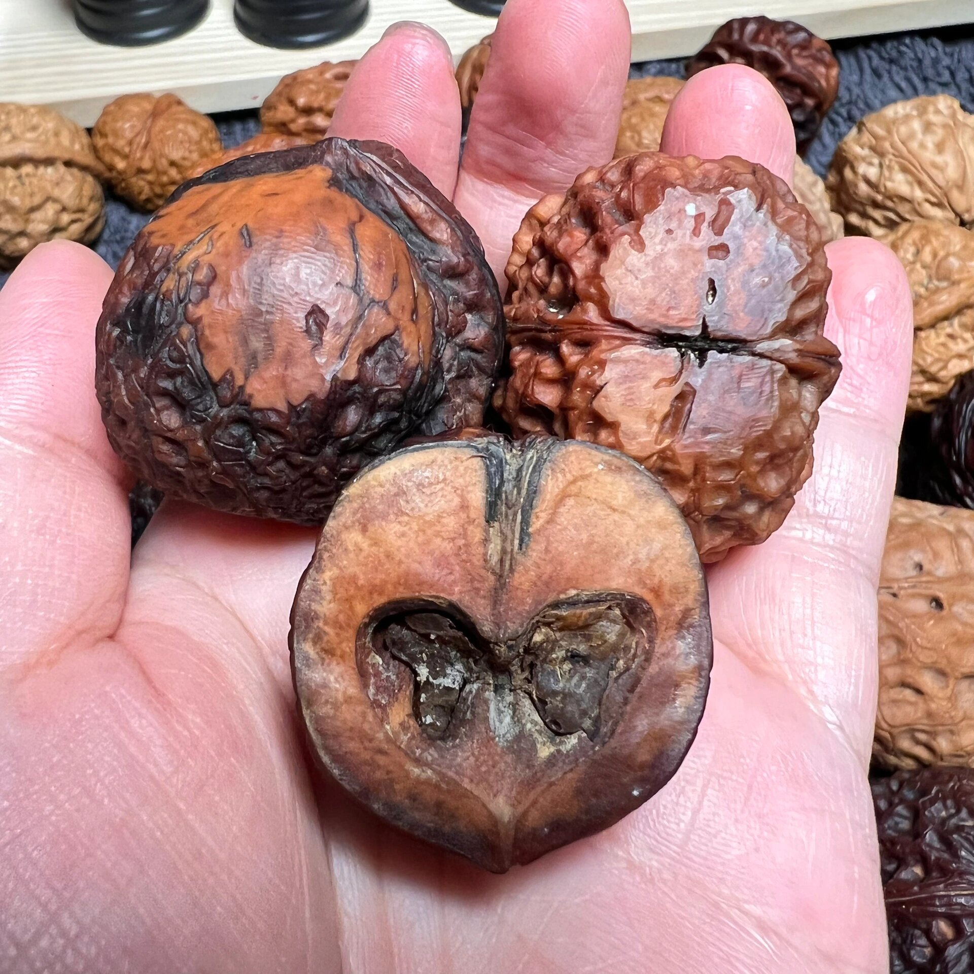 铁核桃之关于地闷(打开天窗说亮话) 地闷,顾名思义,就是核桃果实掉在