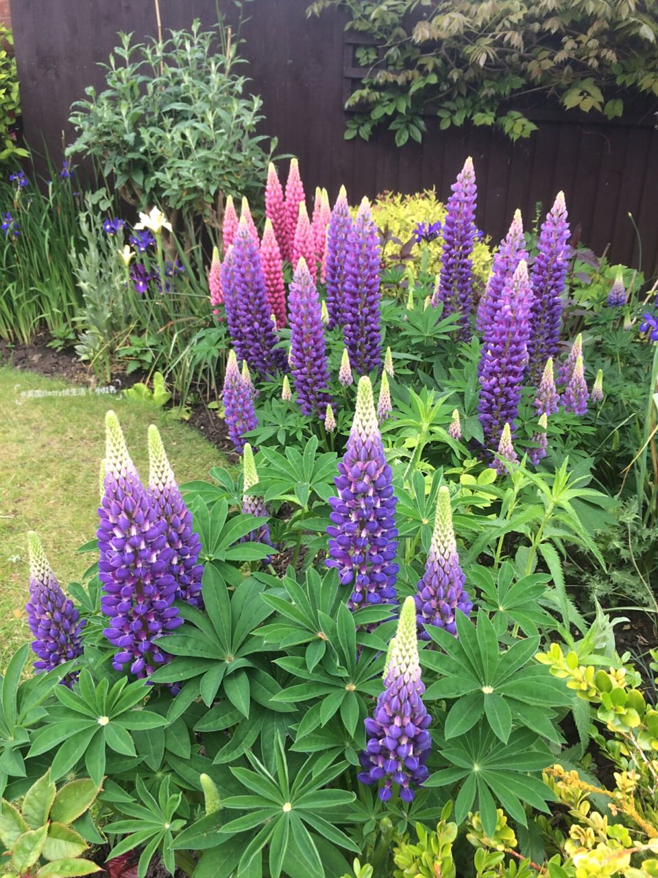 原创/鲁冰花lupin 每年5,6月花园里的鲁冰花都会是焦点,花期长且有