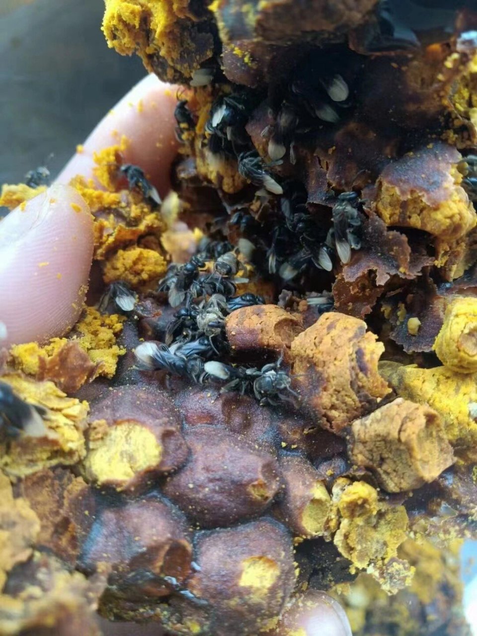 纯野生蜂花粉 酸蜂花粉的食用方法 由于酸蜂花粉来源于大自然,含有多