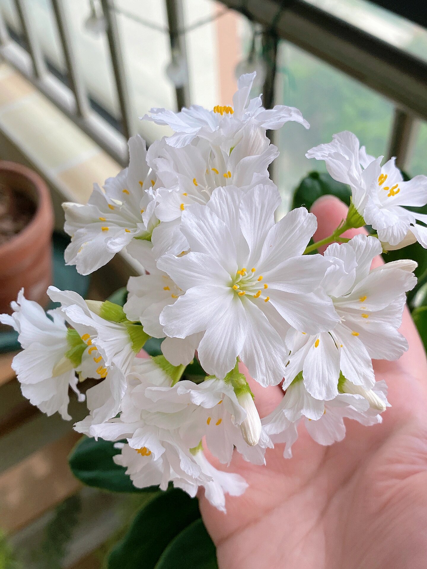 白色露薇花就是最美的,现蕾后千万不要缺水 清明节前后,露薇花叶片