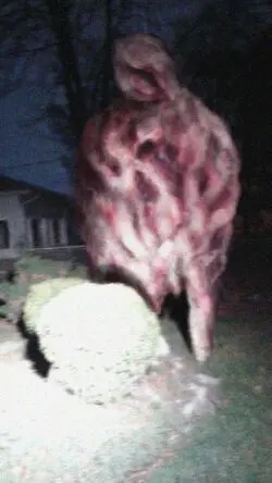 特雷弗亨德森trevorhenderson故事羊羔能力统计维基介绍