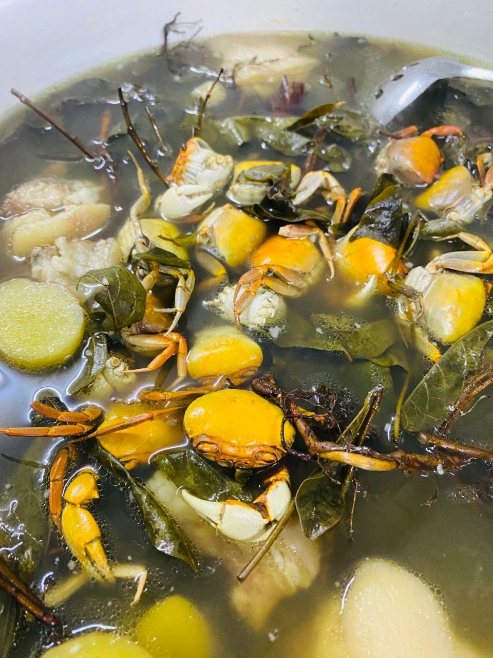 新会水照影(古兜山)护肝汤 "水照影"是一 种野生