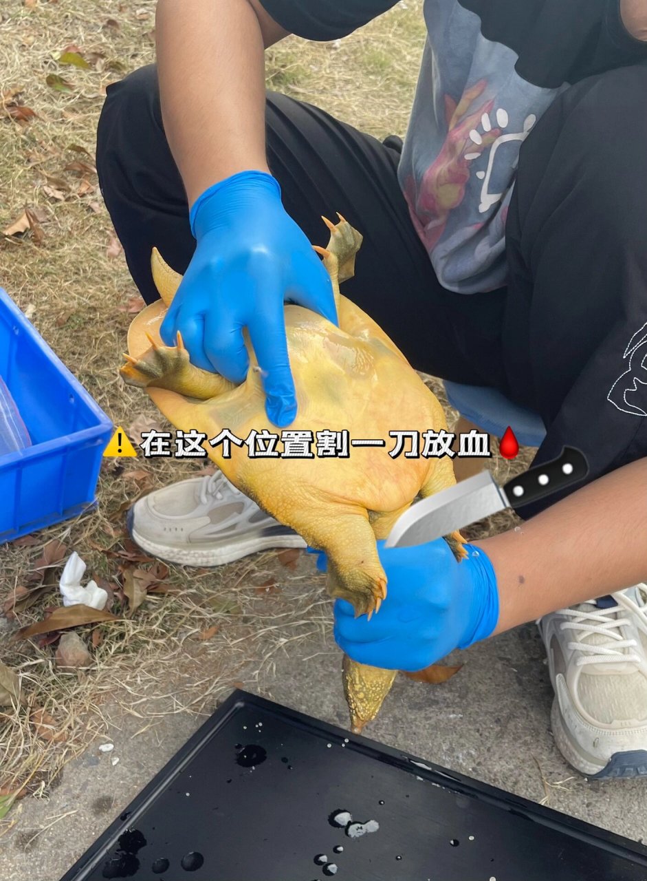 超详细的甲鱼宰杀教程07 16615宰杀放血 在脖子部位划一刀,将
