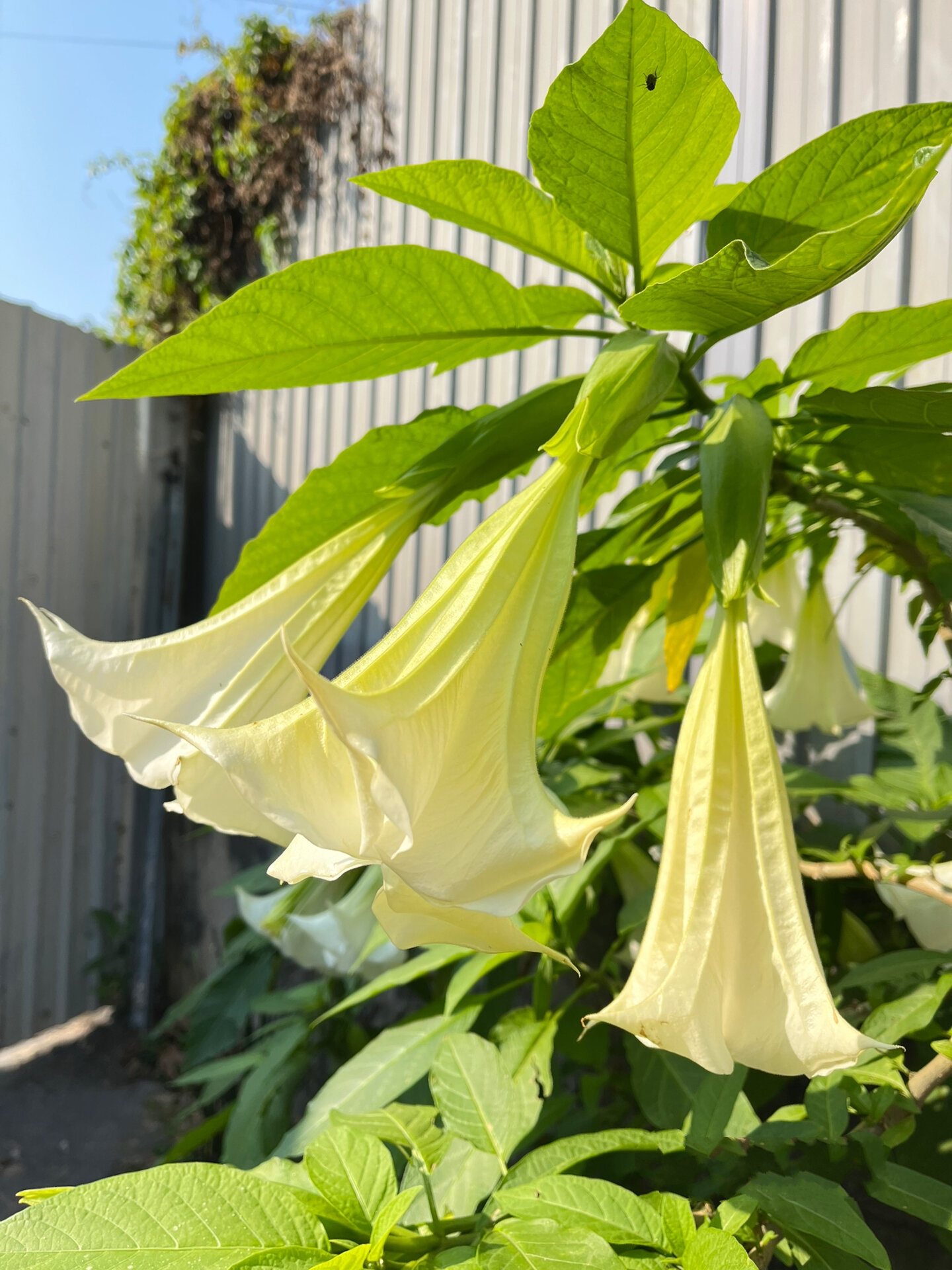 曼陀罗花外用壮阳图片