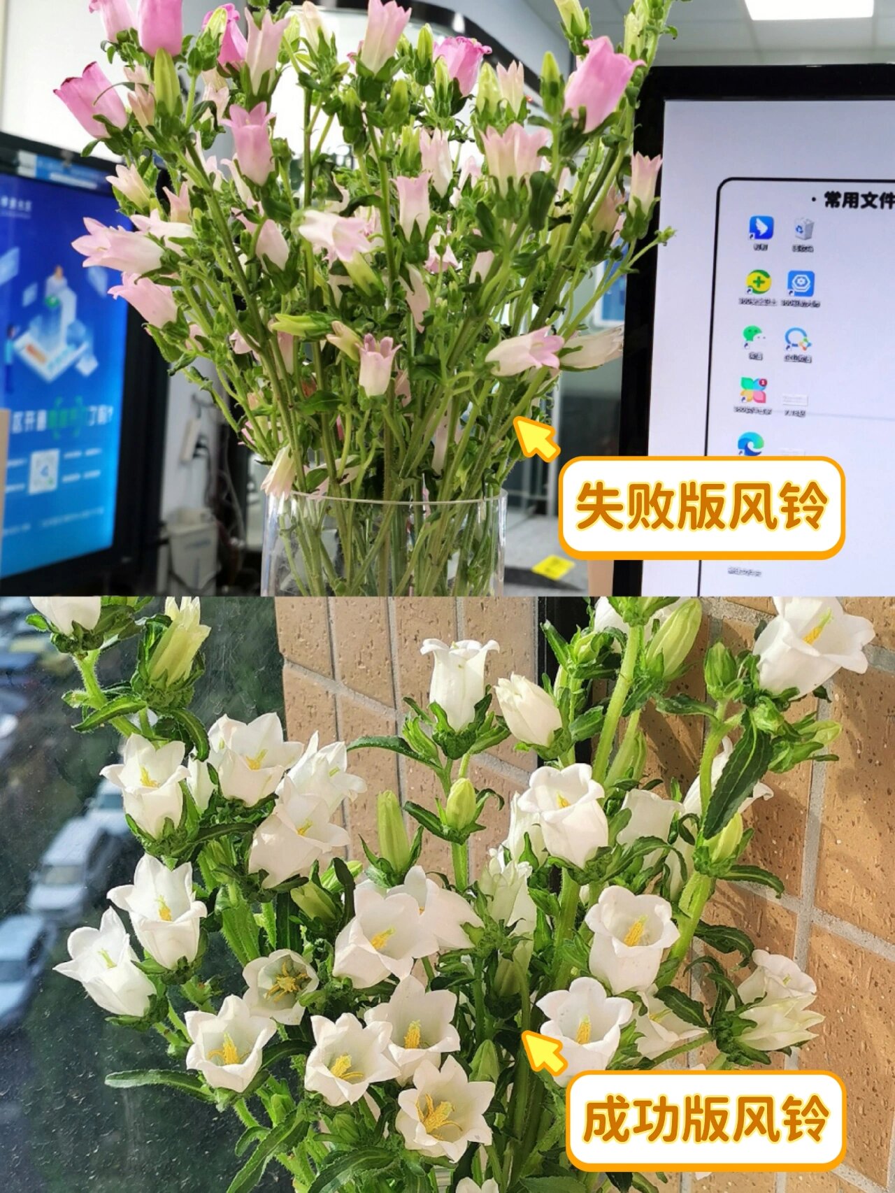 风铃花花苞枯萎图片