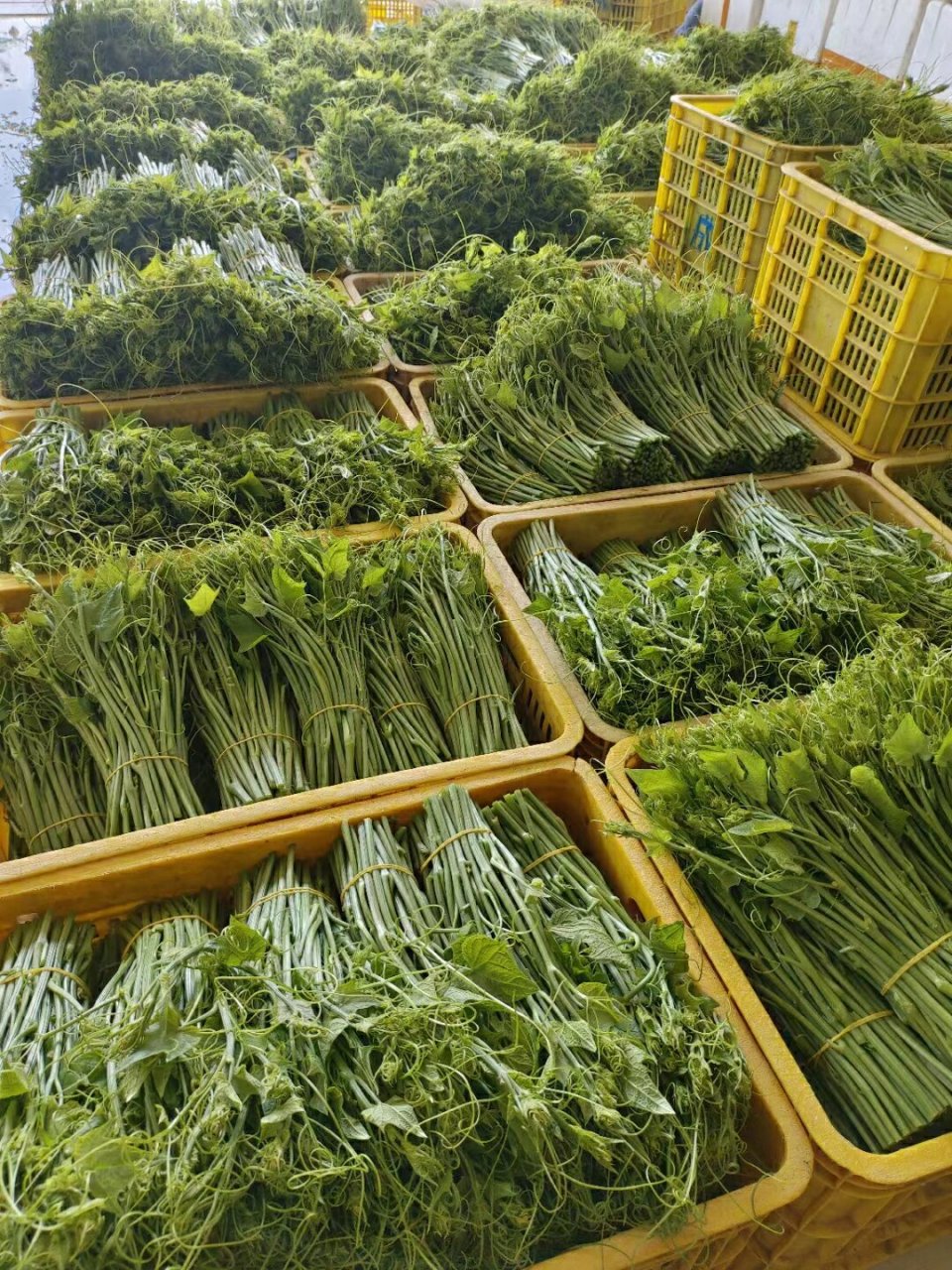 龙须菜  96龙须菜,一种具有浓郁的芳香气味,有清热解毒,助消化等