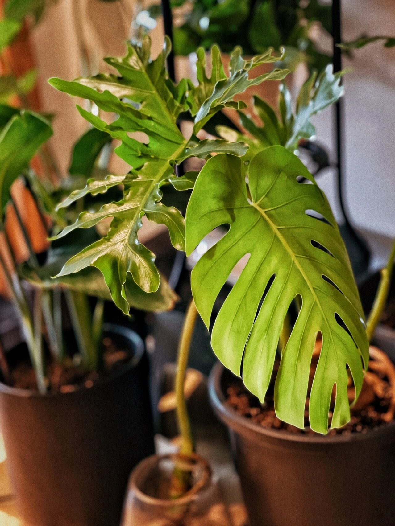 29元买到龙鳞春羽!太好养了吧!