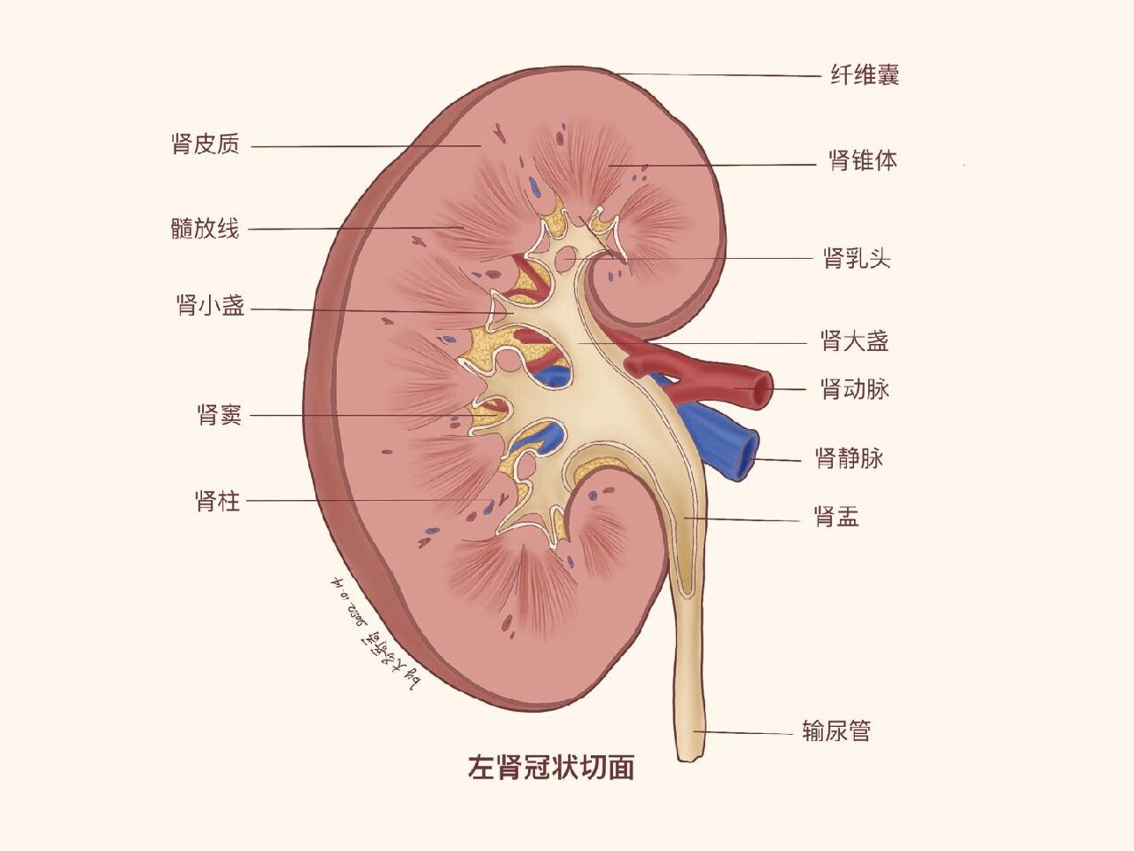 肾实质分为皮质和髓质