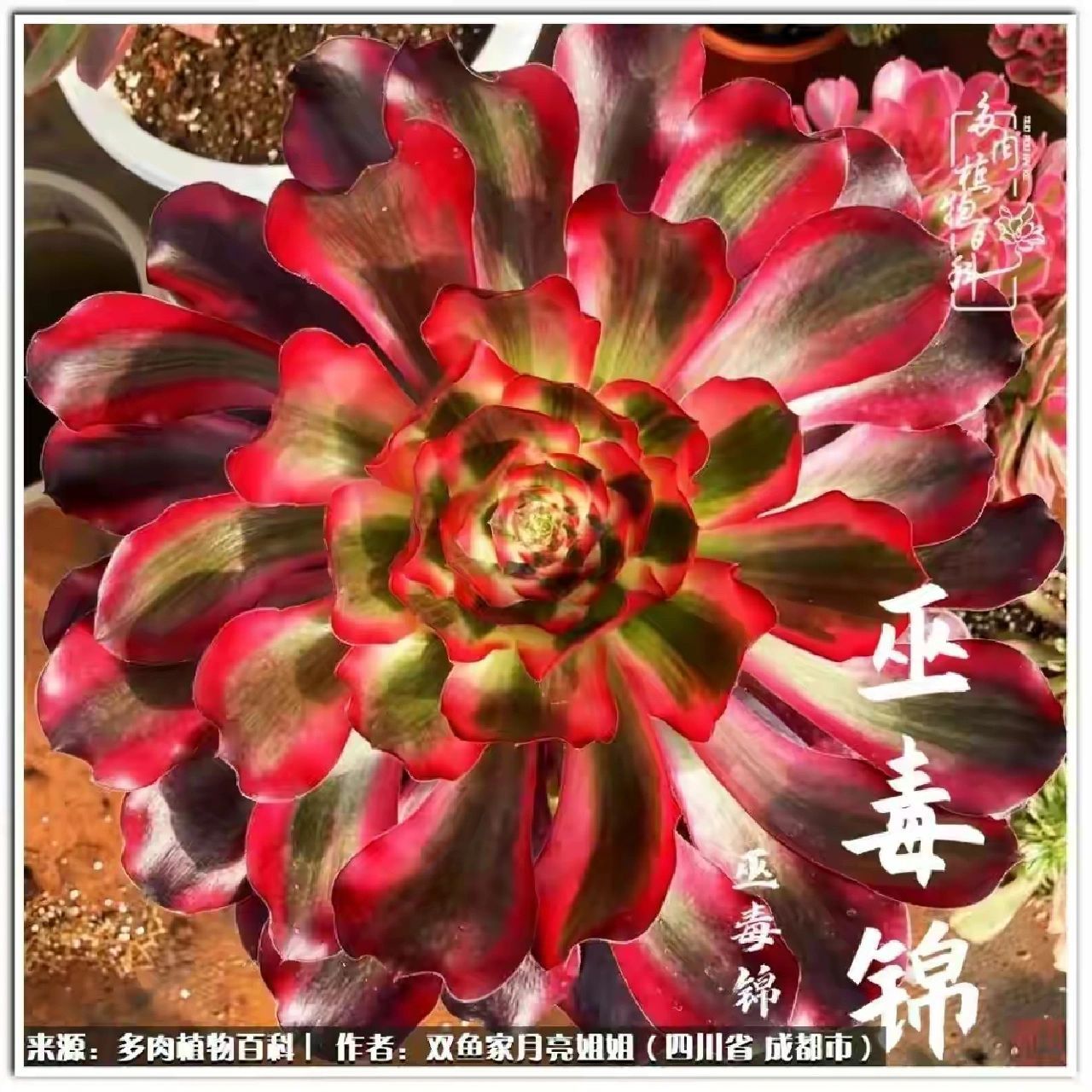 多肉法师 巫毒锦 巫毒锦系列产品可堪称法师锦中极品贵货了,这个巫毒