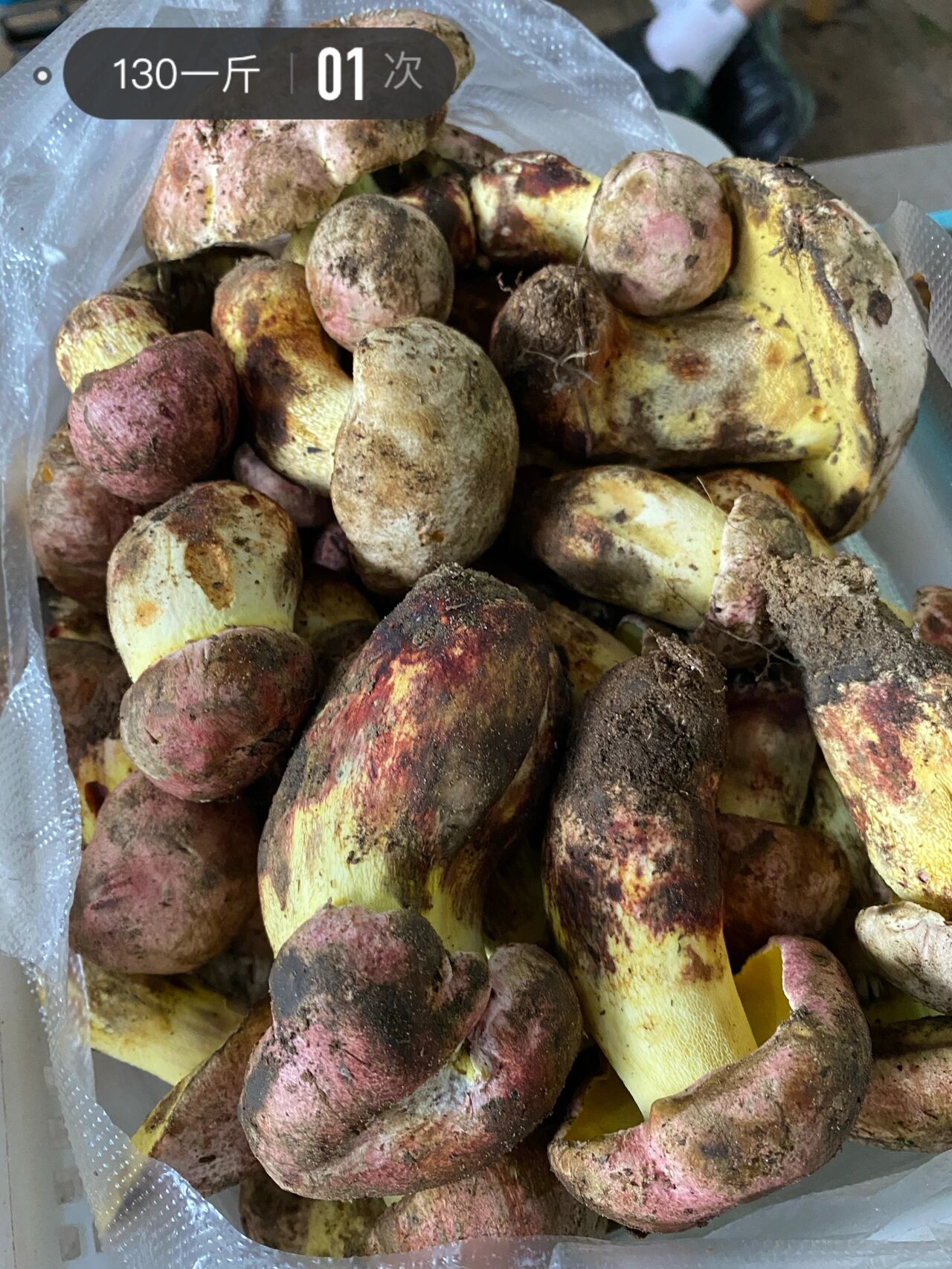 红伞伞,白干干|云南野生菌,红见手区分 都是红见手,四个品种傻傻分不