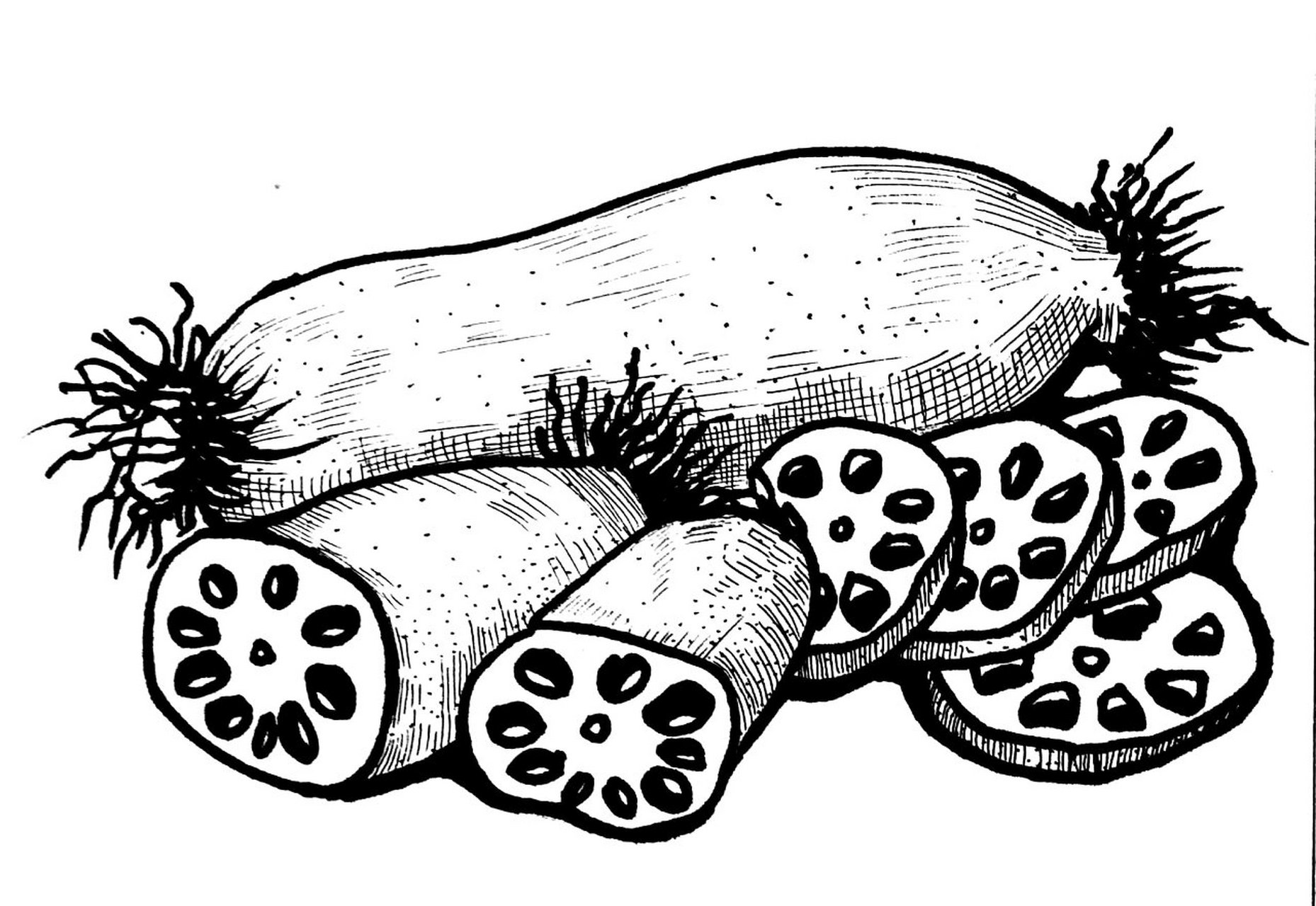 莲藕写生#莲藕线描#黑白线描画#创意线描 《莲藕写生》 适合年龄:8岁