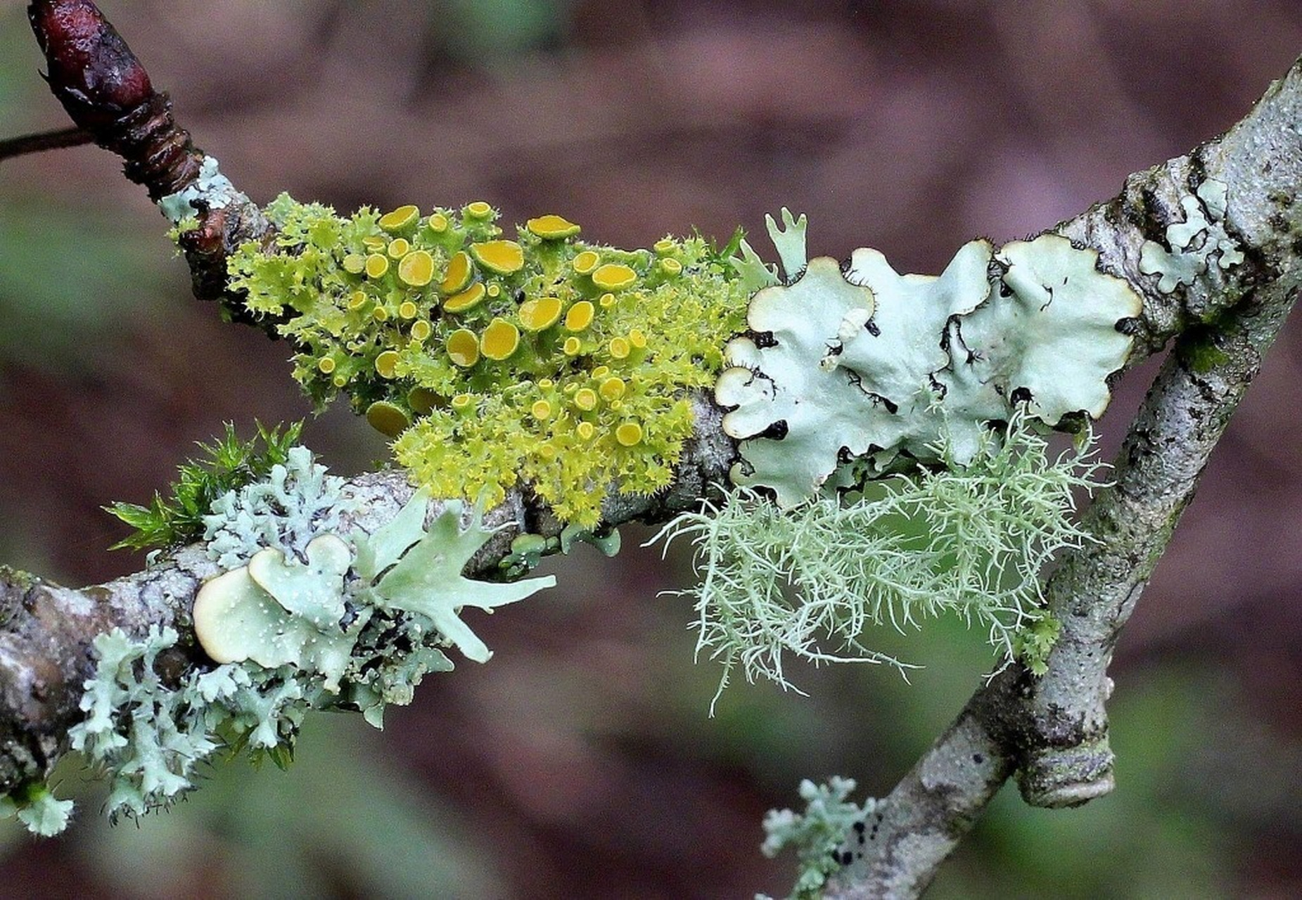 【#你的晚安请签收#|苔藓和地衣的区别,你知道吗?