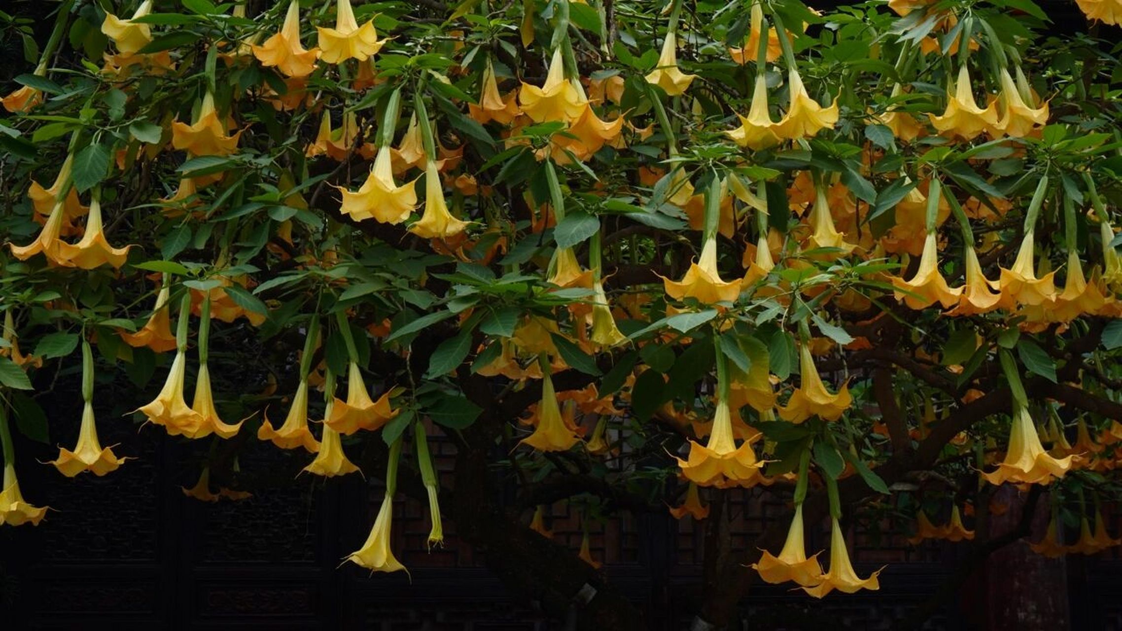 曼陀罗花 黄色的曼陀罗花常让我们感到欢喜,美好,愉悦7815