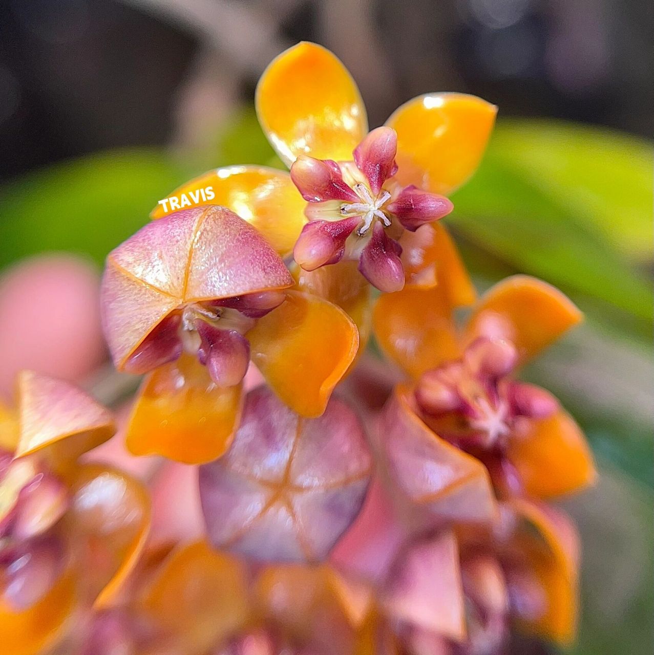 92猴王球兰 hoya praetorii92 经典直立品种花朵鲜艳的橙色,花期9