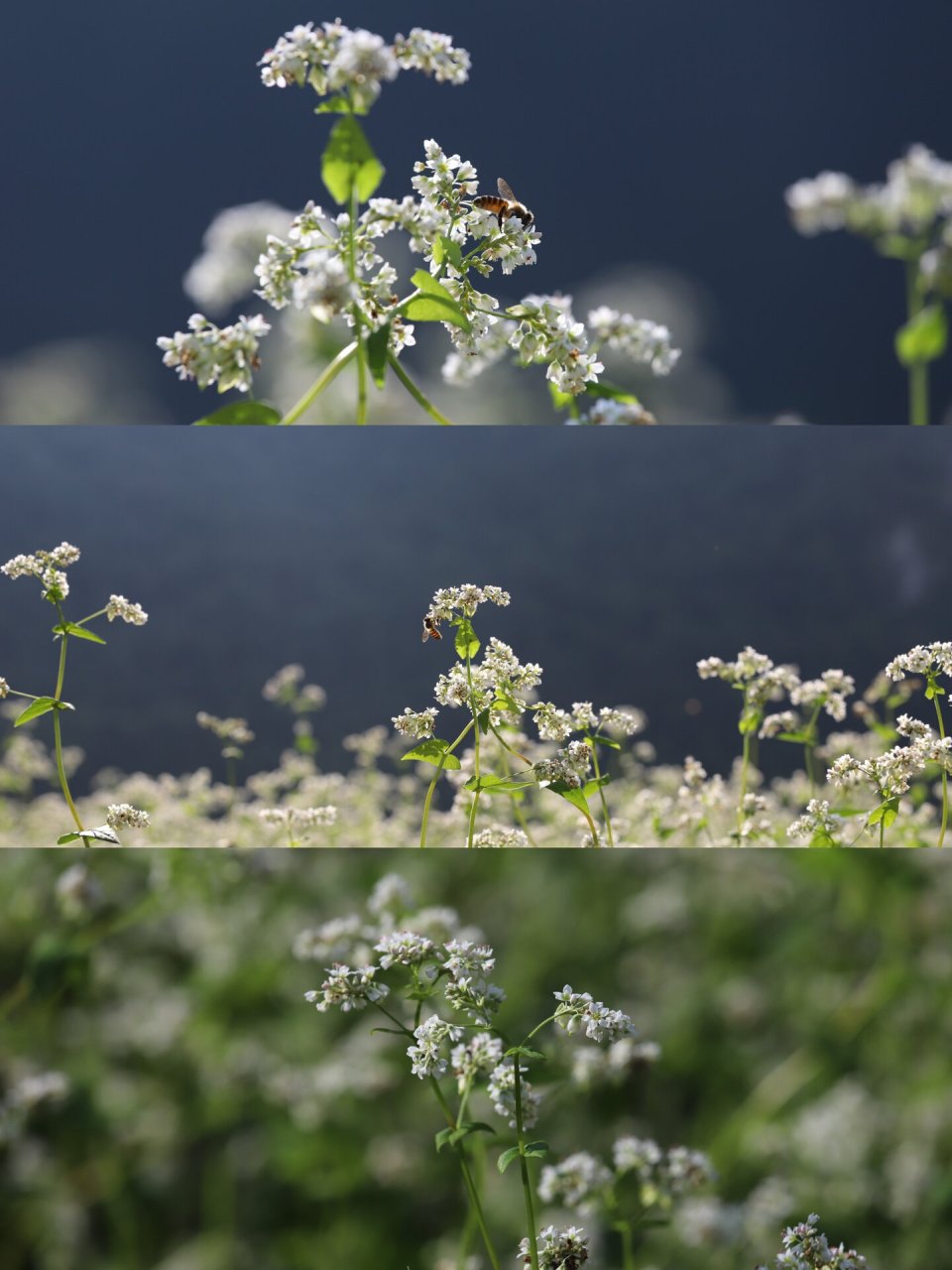 南宁市区自驾车导航更望湖2个半小时即可到达,属南宁辖区不算离邕