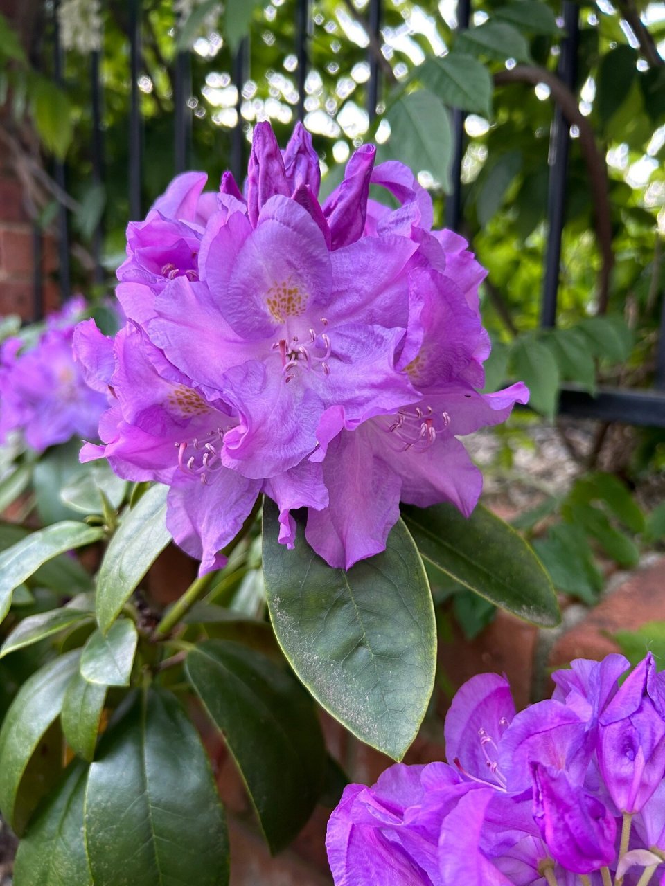 小院赏花:紫色光辉高山杜鹃 花语:永远属于你