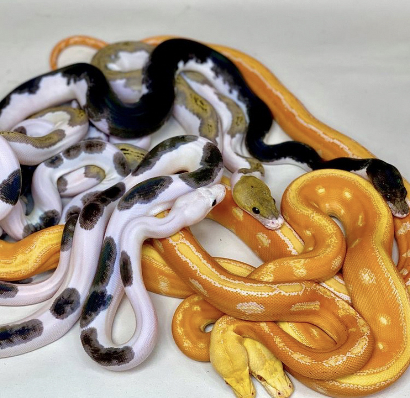 世界上最长的蛇-网纹蟒 世界上最长的蛇-网纹蟒 森蚺是世界上最重的蛇