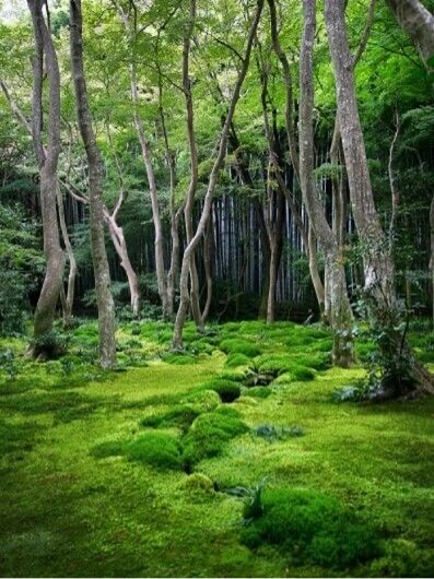 苔藓景观|盘点庭院中可用的苔藓植物品种97