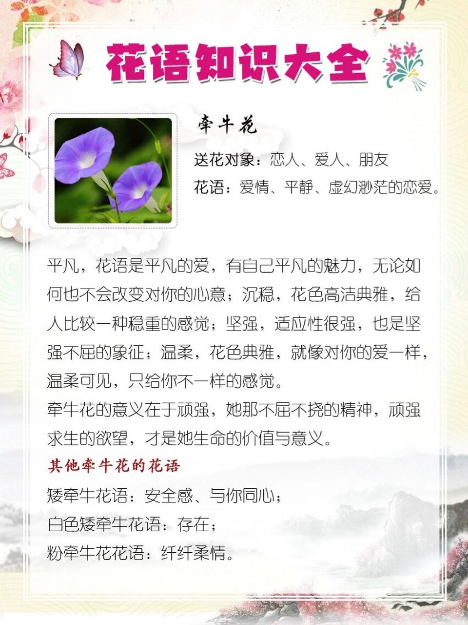 牵牛花的寓意图片