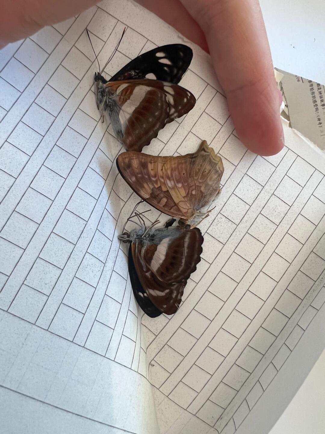 几毛钱的蝴蝶真的存在,图片是小杂蝶的部分参考,随机发,数量有限,完全