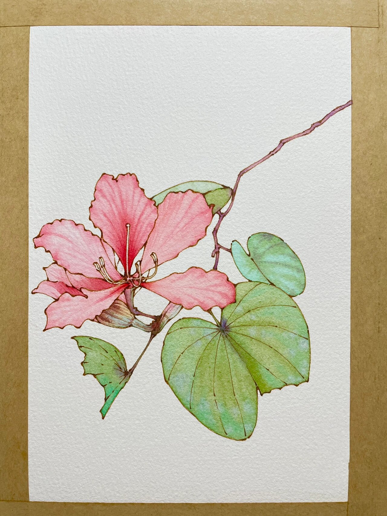 钢笔淡彩紫荆花～水彩花卉～内附线稿过程图～ 素材感谢笔 英雄329 云