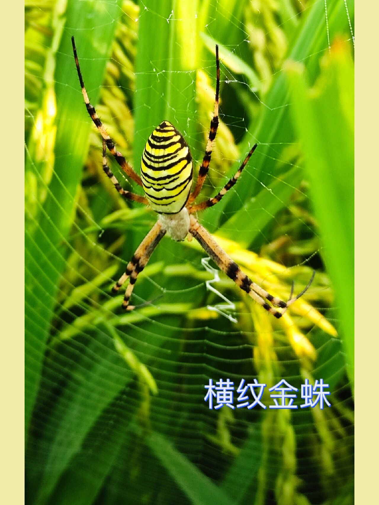 家稻田里看到了雄的横纹金蛛色彩艳丽很常见我还是比较害怕蜘蛛的