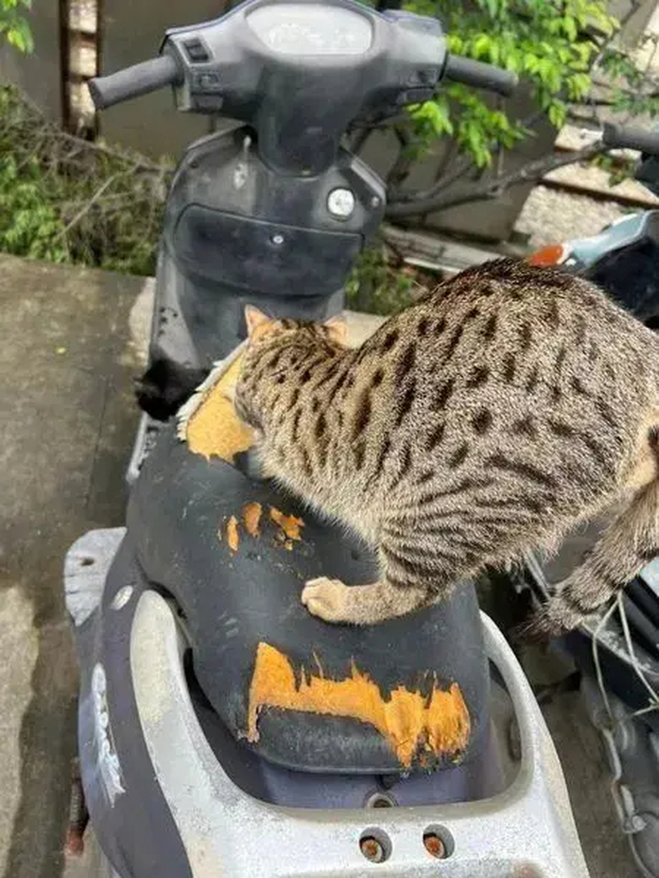 为什么抓电动车