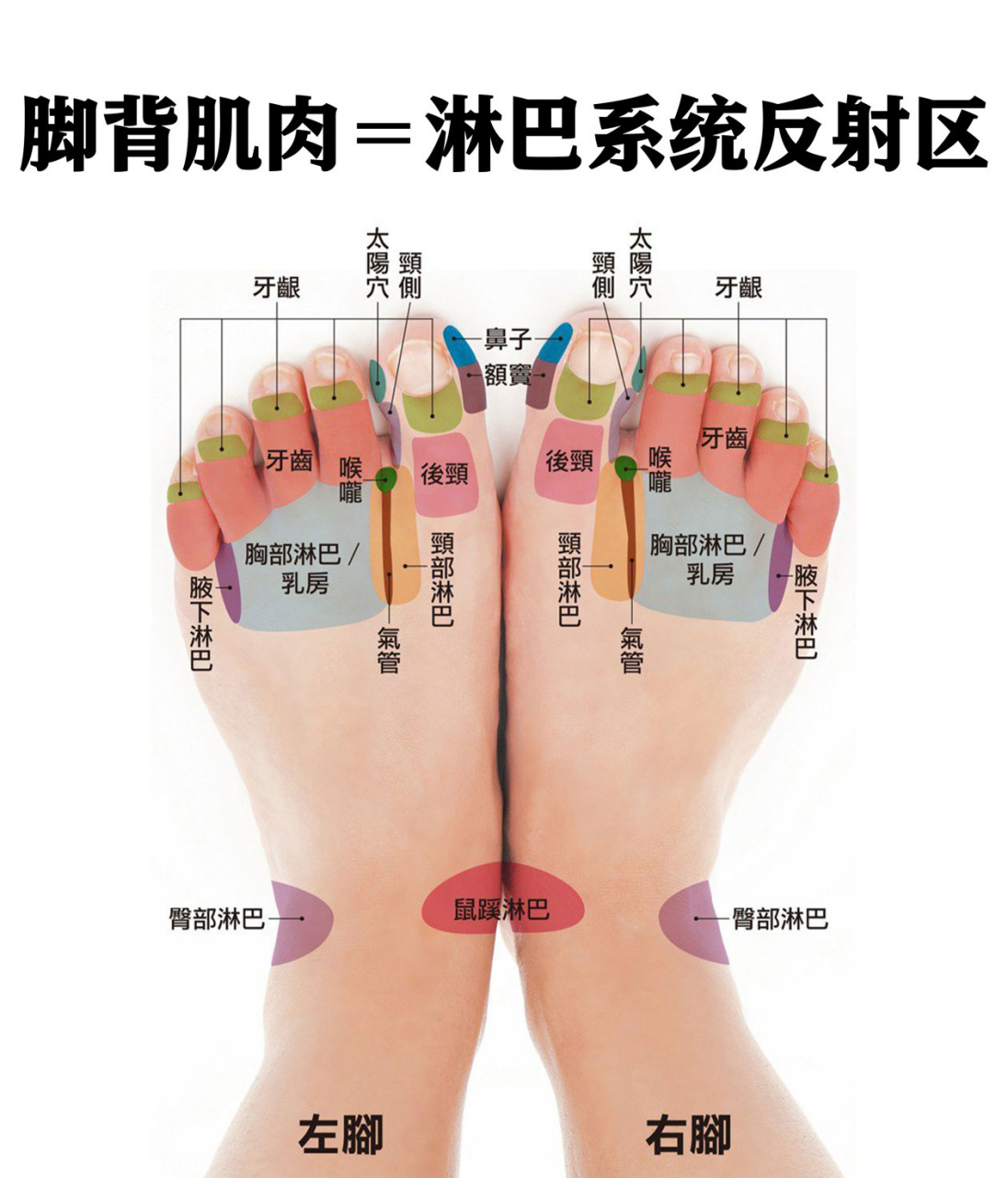 最全【脚部反射区图解】五脏六腑 淋巴系统 06按脚底77脚背,健康