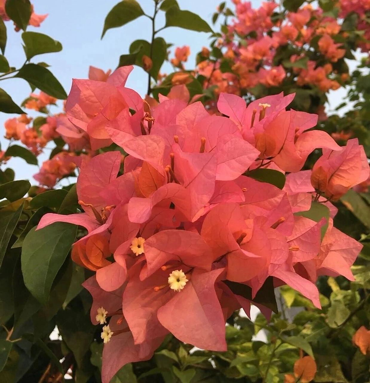 十大勤花品种四:波伊斯玫瑰 波伊斯玫瑰被花友们亲切的称之为波妹