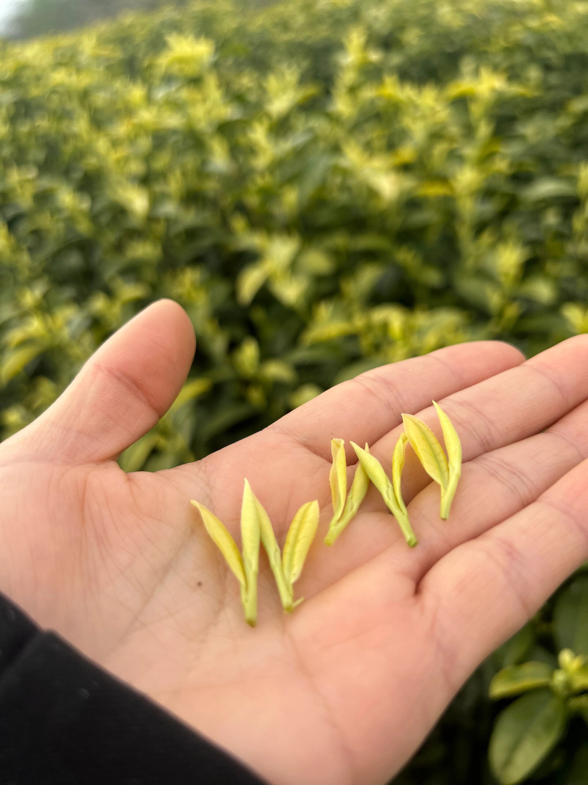 正宗安吉黄金芽