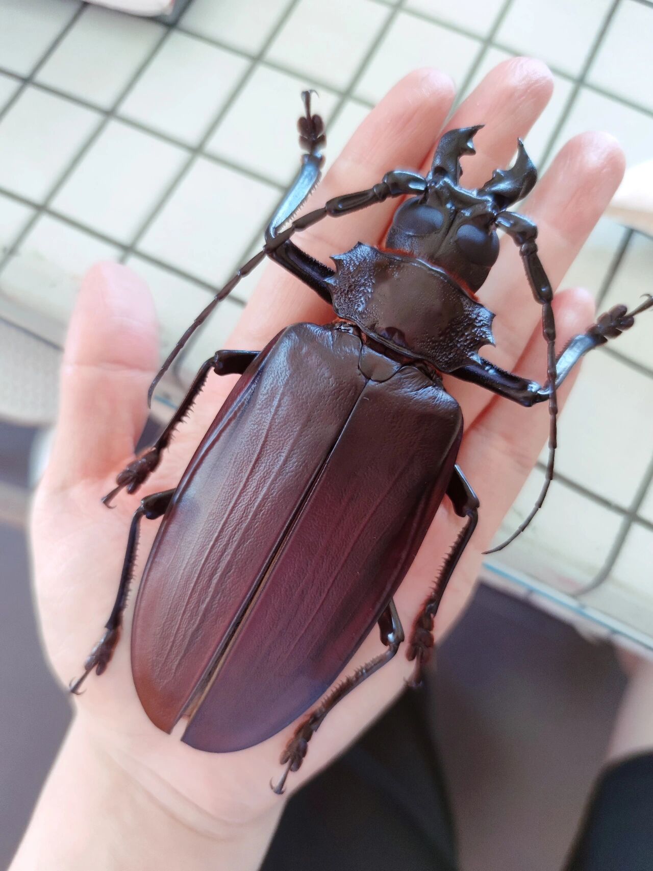 泰坦天牛 终于有泰坦天牛了,帅的