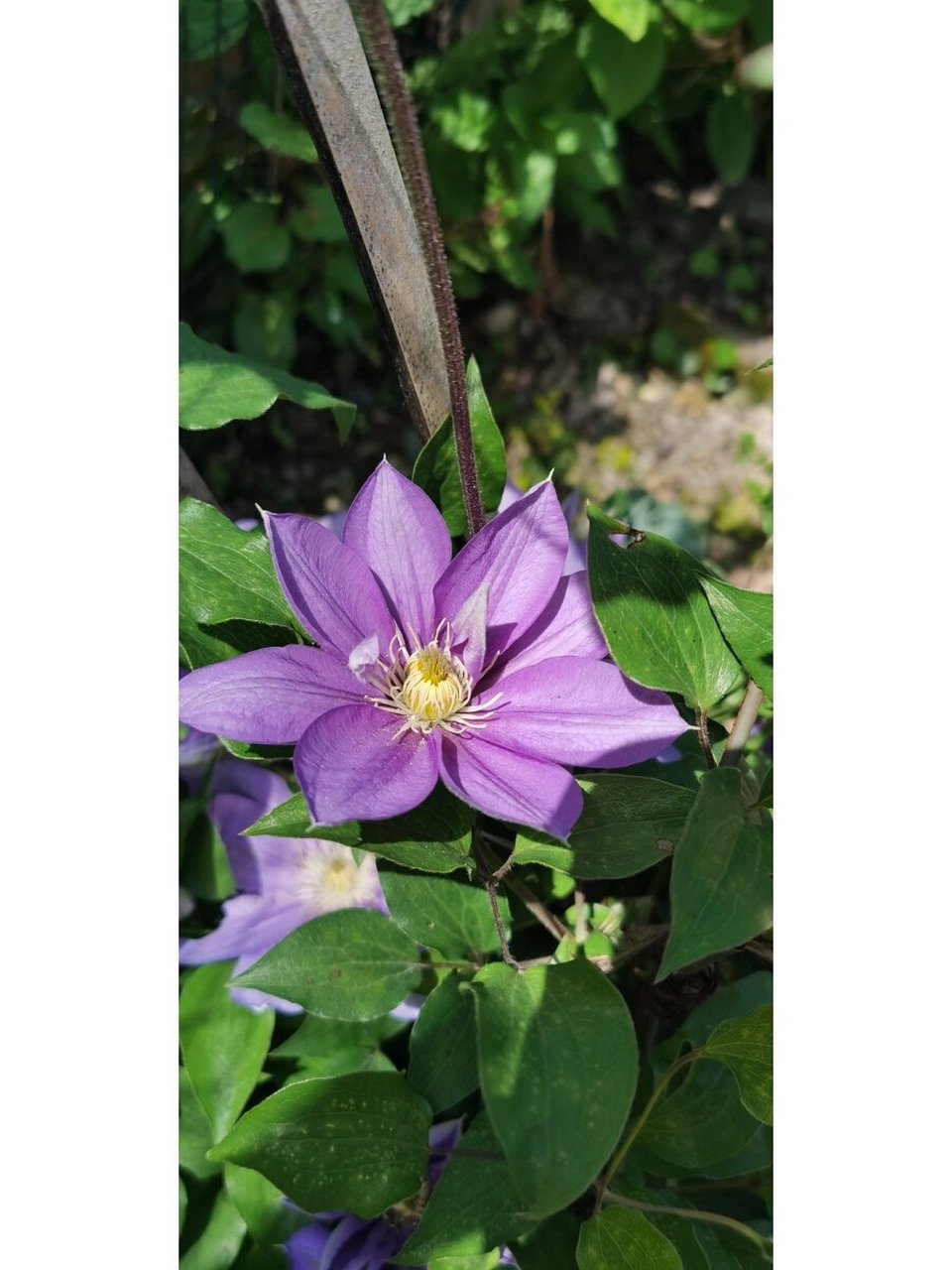 铁线莲"静光"吧 "静光" 地栽就是强大 小苗养大,盆栽00一两年过吧