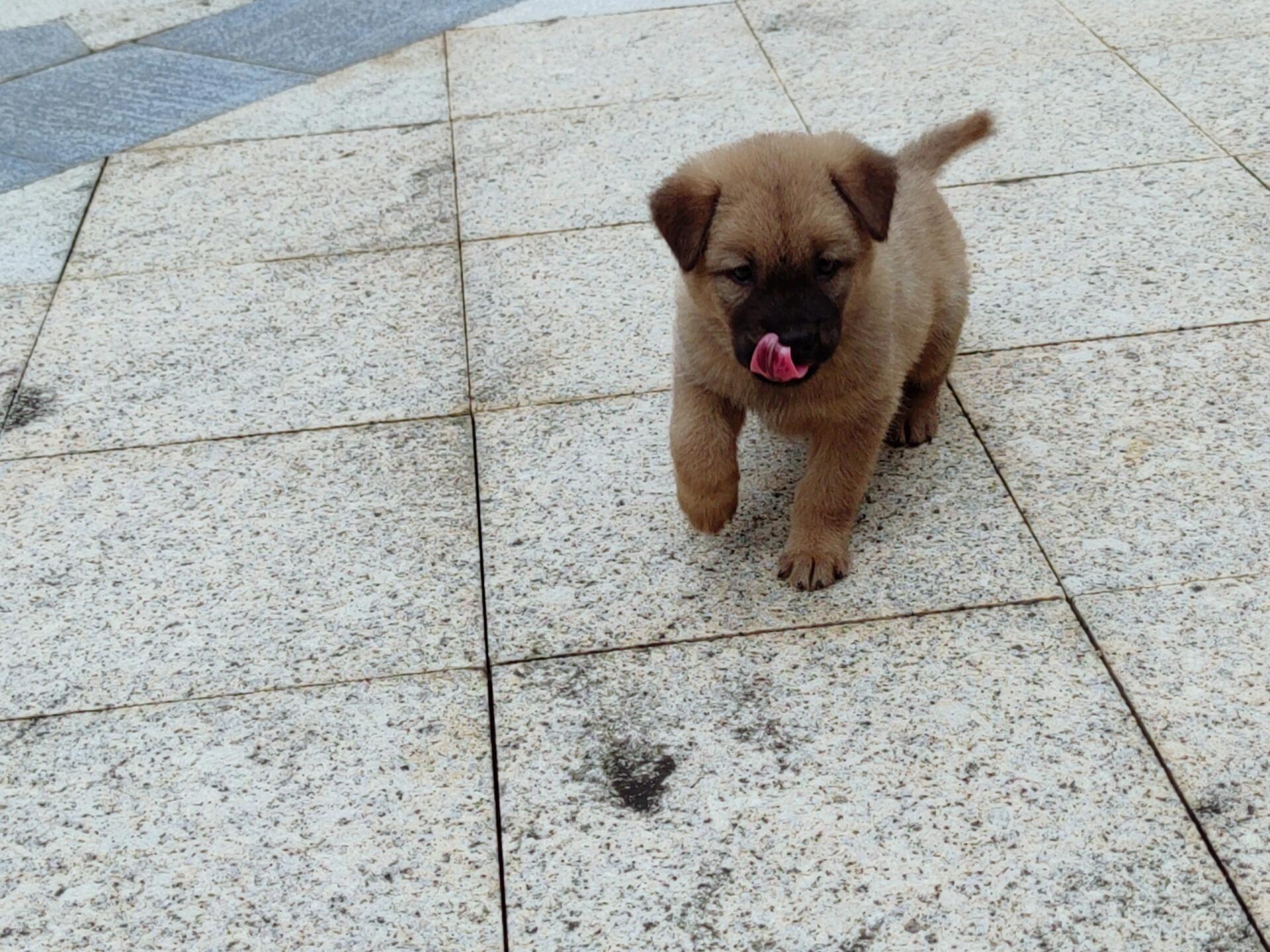 小土狗一个月到两个月的变化,瞬间感觉长大好多