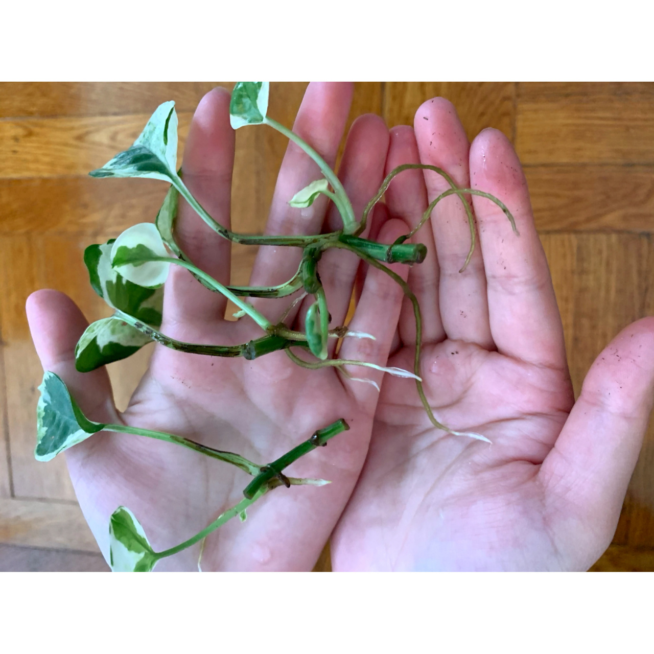 新手第一次扦插绿萝就成功的经验总结7515 98update了大概一个