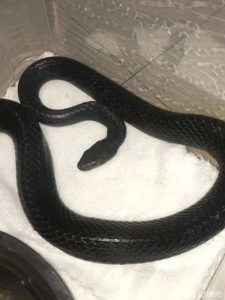 黑乌梢115/1 想入黑王又觉得黑王贵的可入手黑乌梢