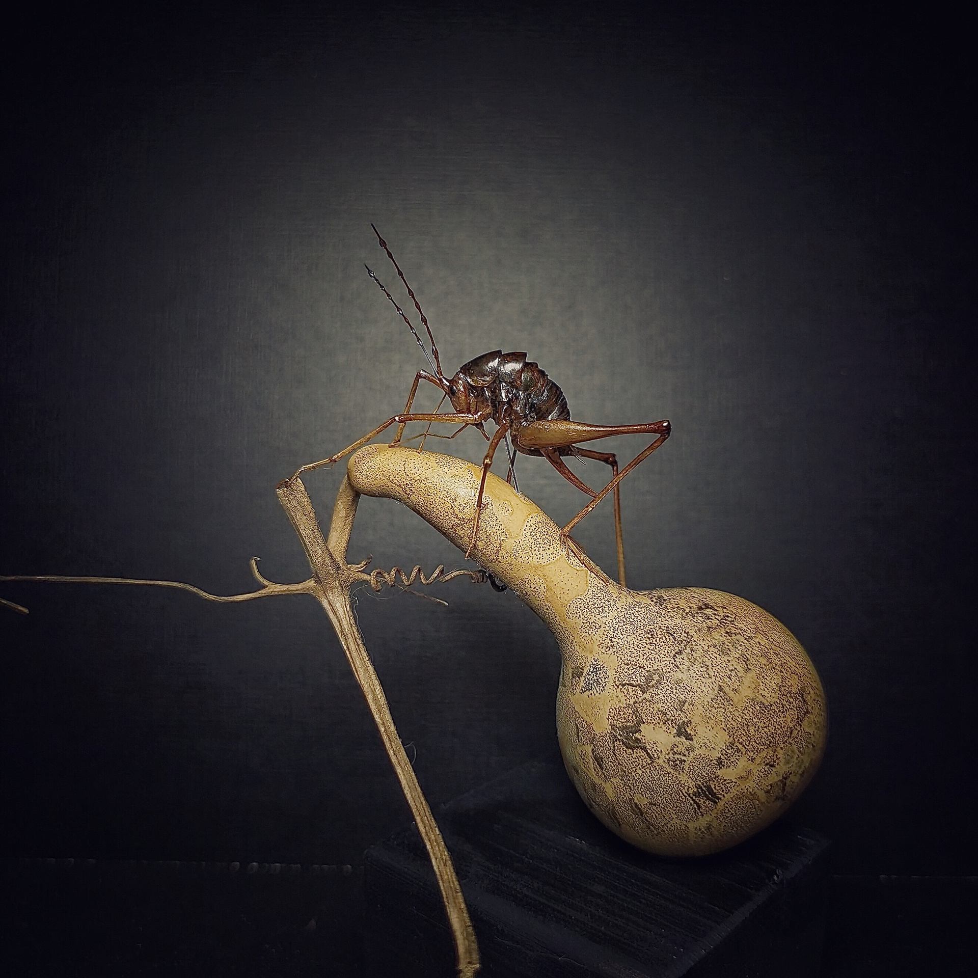 灶马蟋77自己种的葫芦 灶马蟋(学名:gryllodes sigillatus)是蟋蟀科