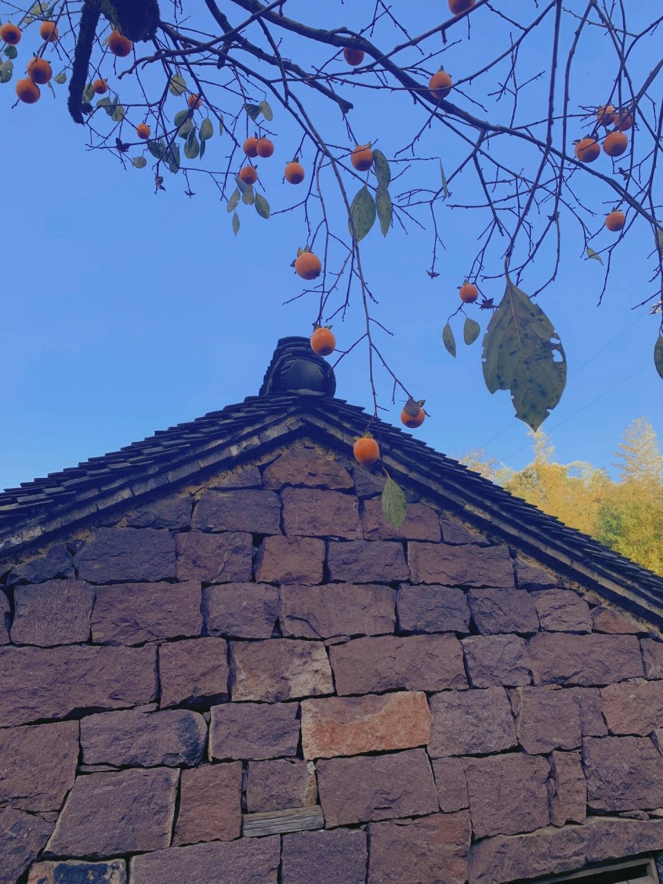 99四明山 一日自驾游:四明山水杉湖湿地—杉野茶咖—白水冲瀑布